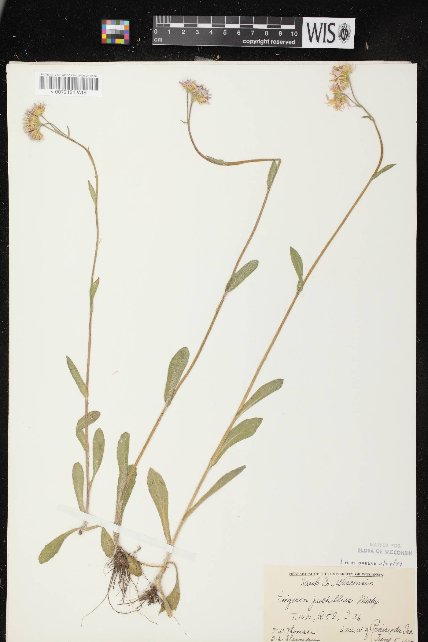 Erigeron pulchellus image