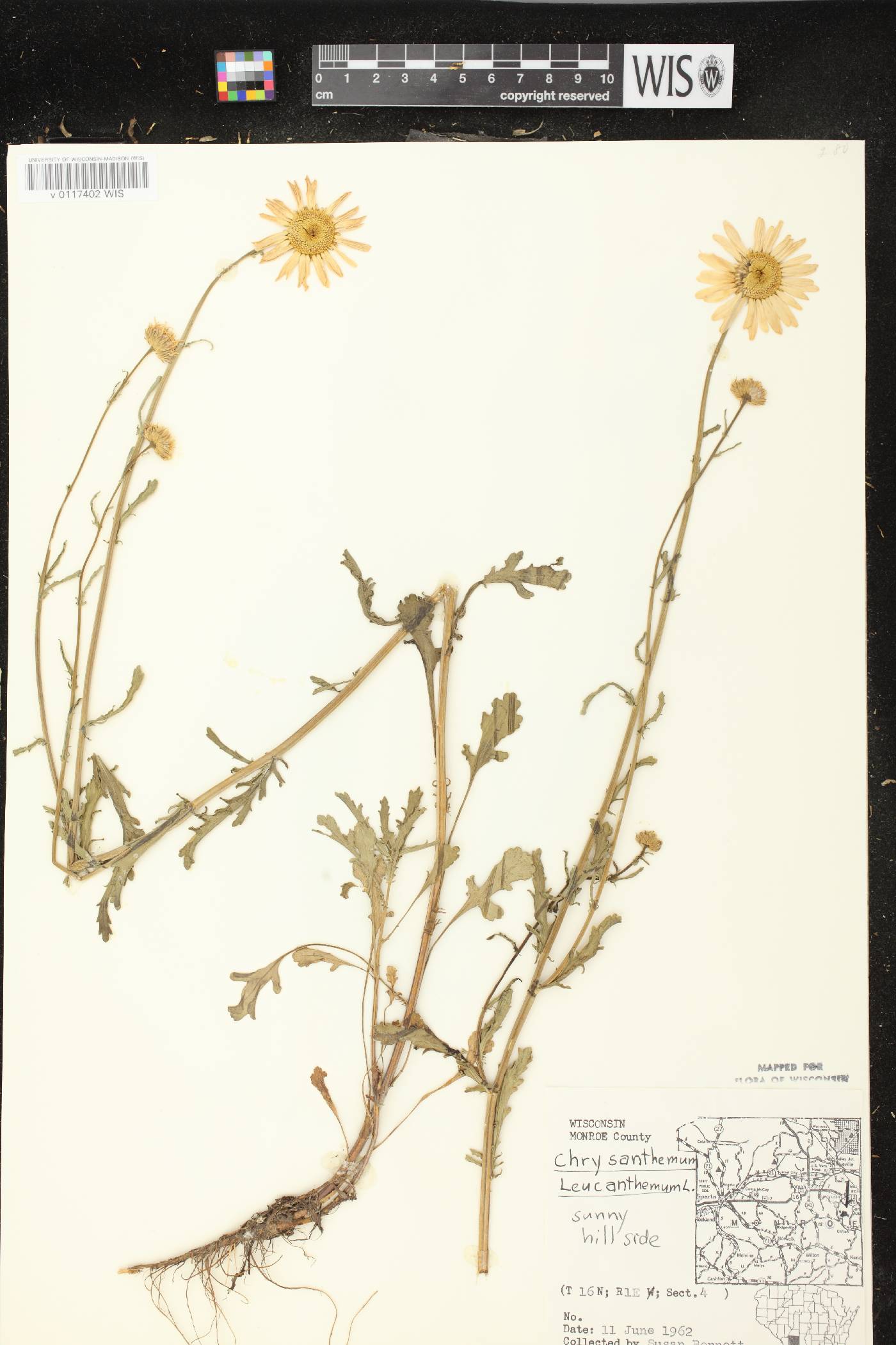 Leucanthemum vulgare image