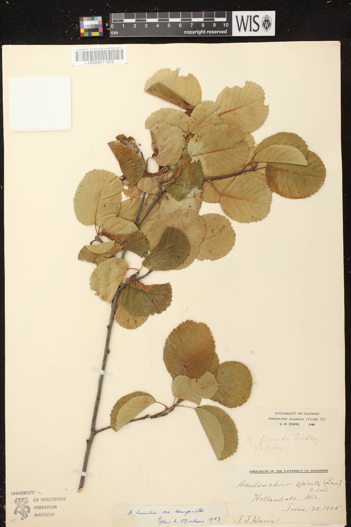 Amelanchier sanguinea image