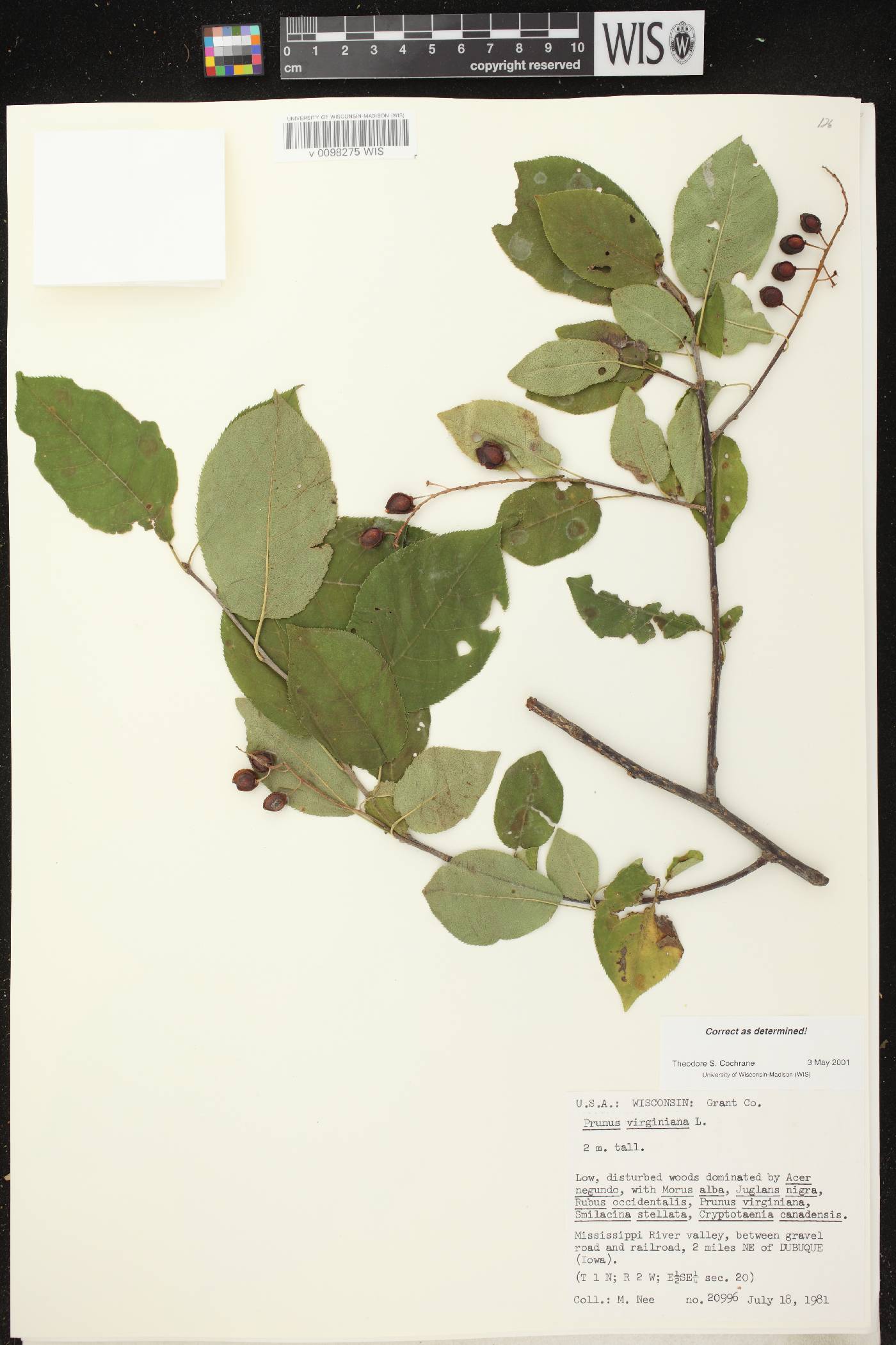 Prunus virginiana image