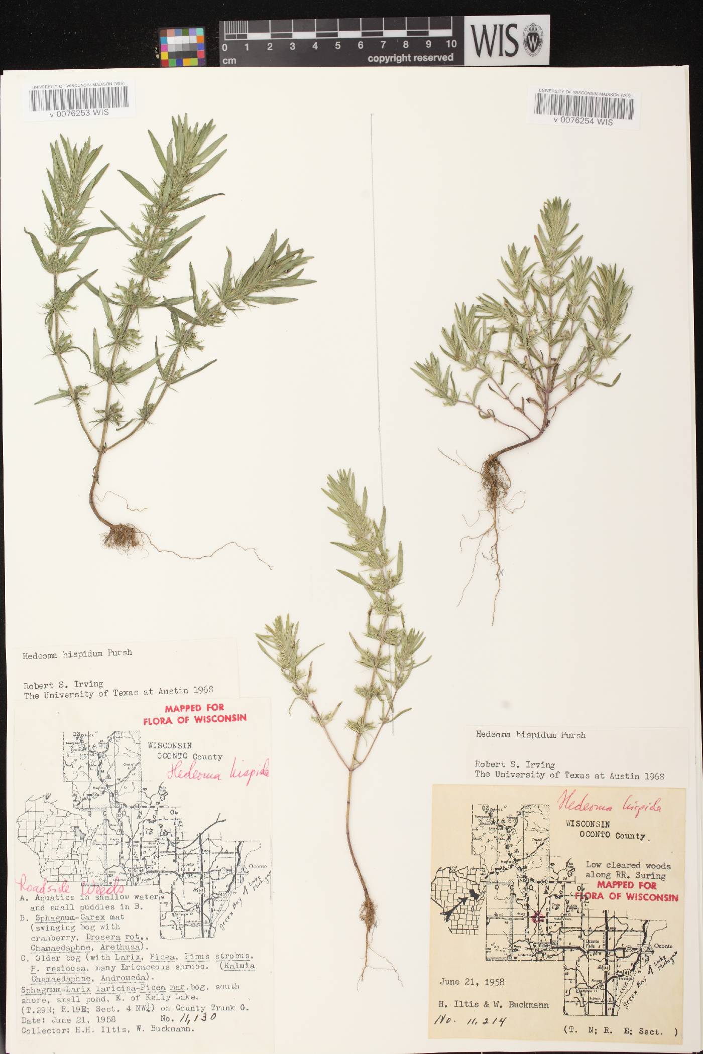 Hedeoma hispida image