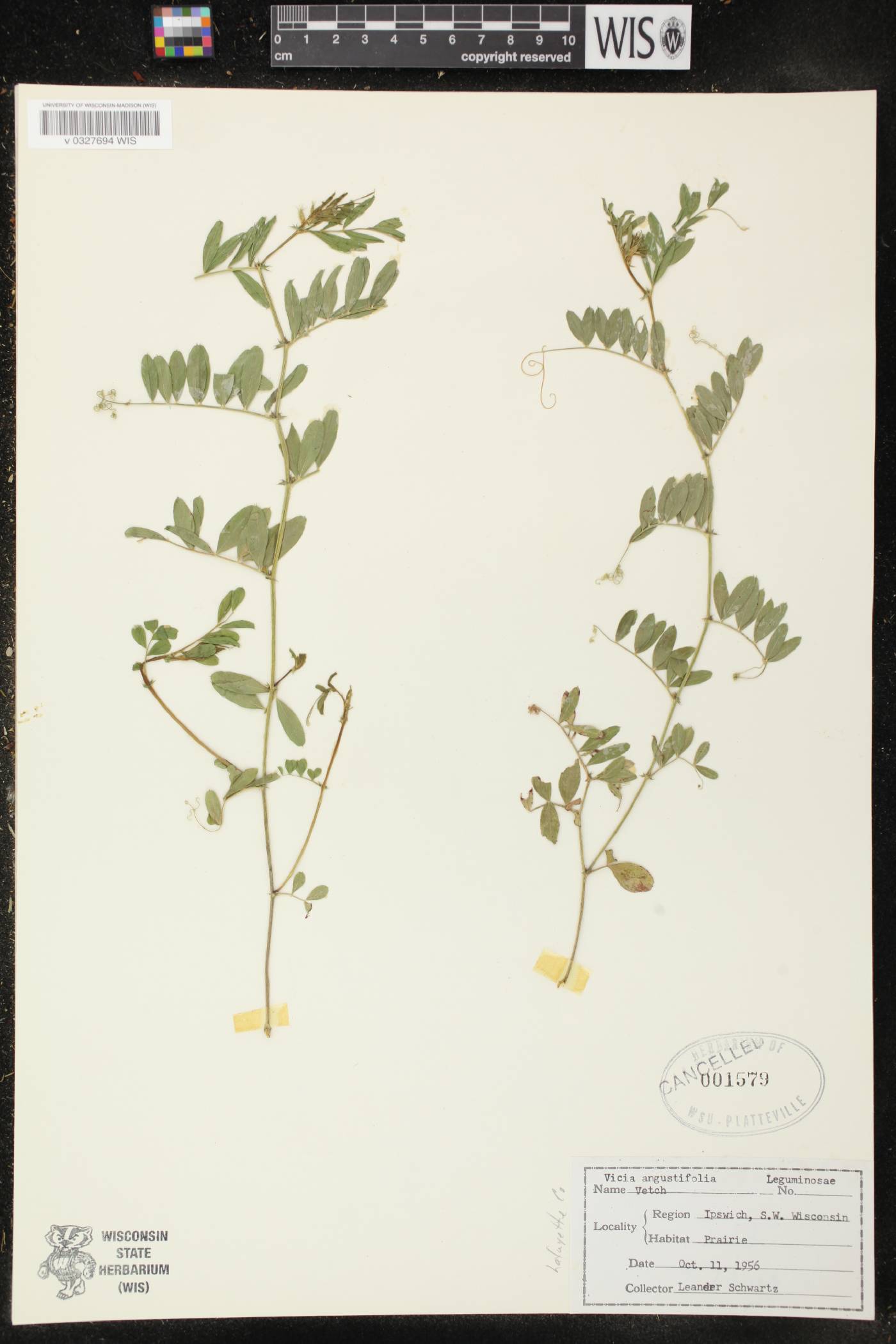 Vicia sativa subsp. nigra image