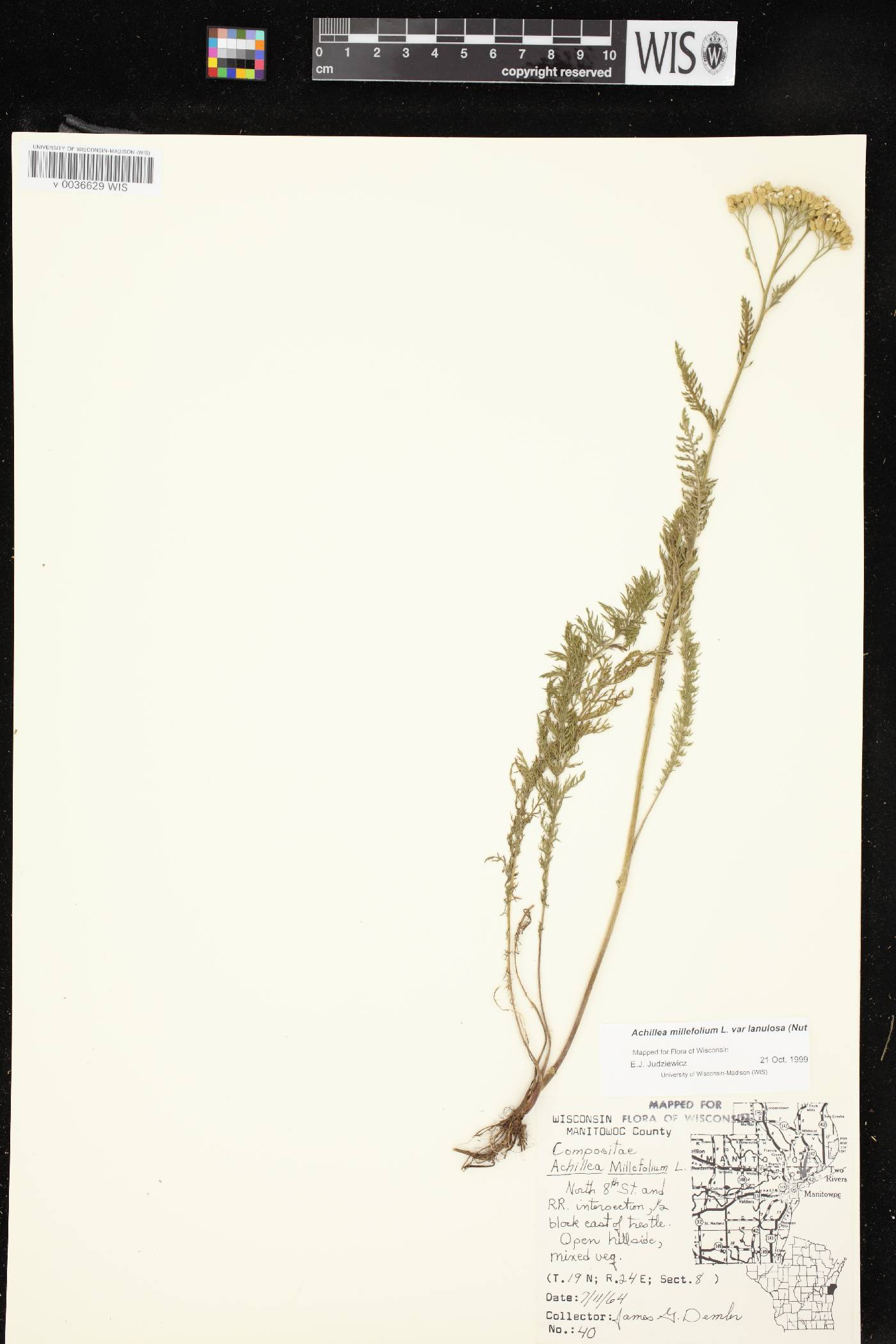 Achillea millefolium image