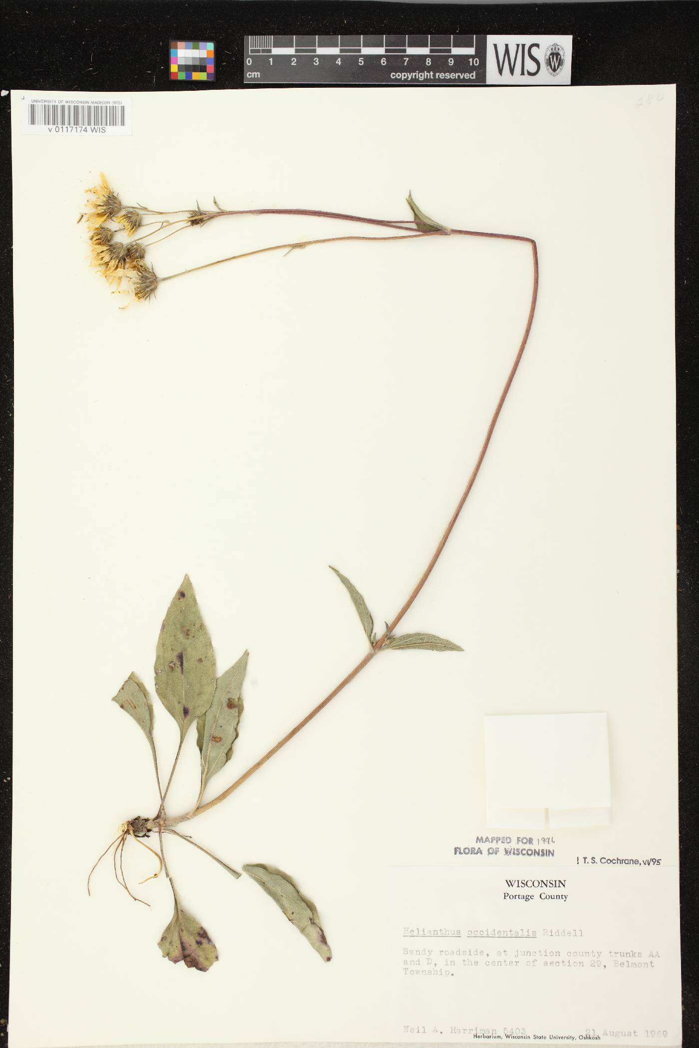Helianthus occidentalis subsp. occidentalis image