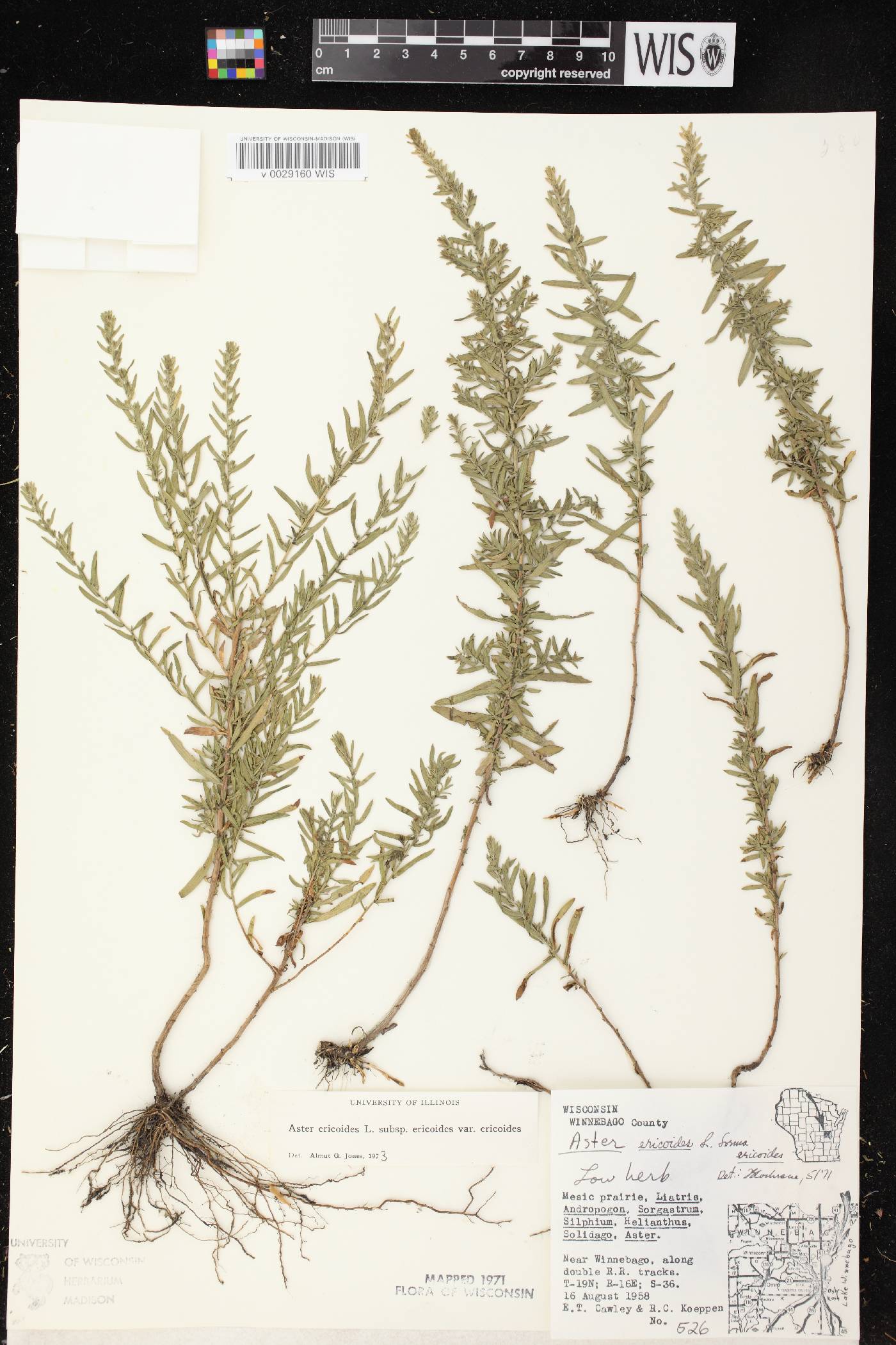Symphyotrichum ericoides var. ericoides image