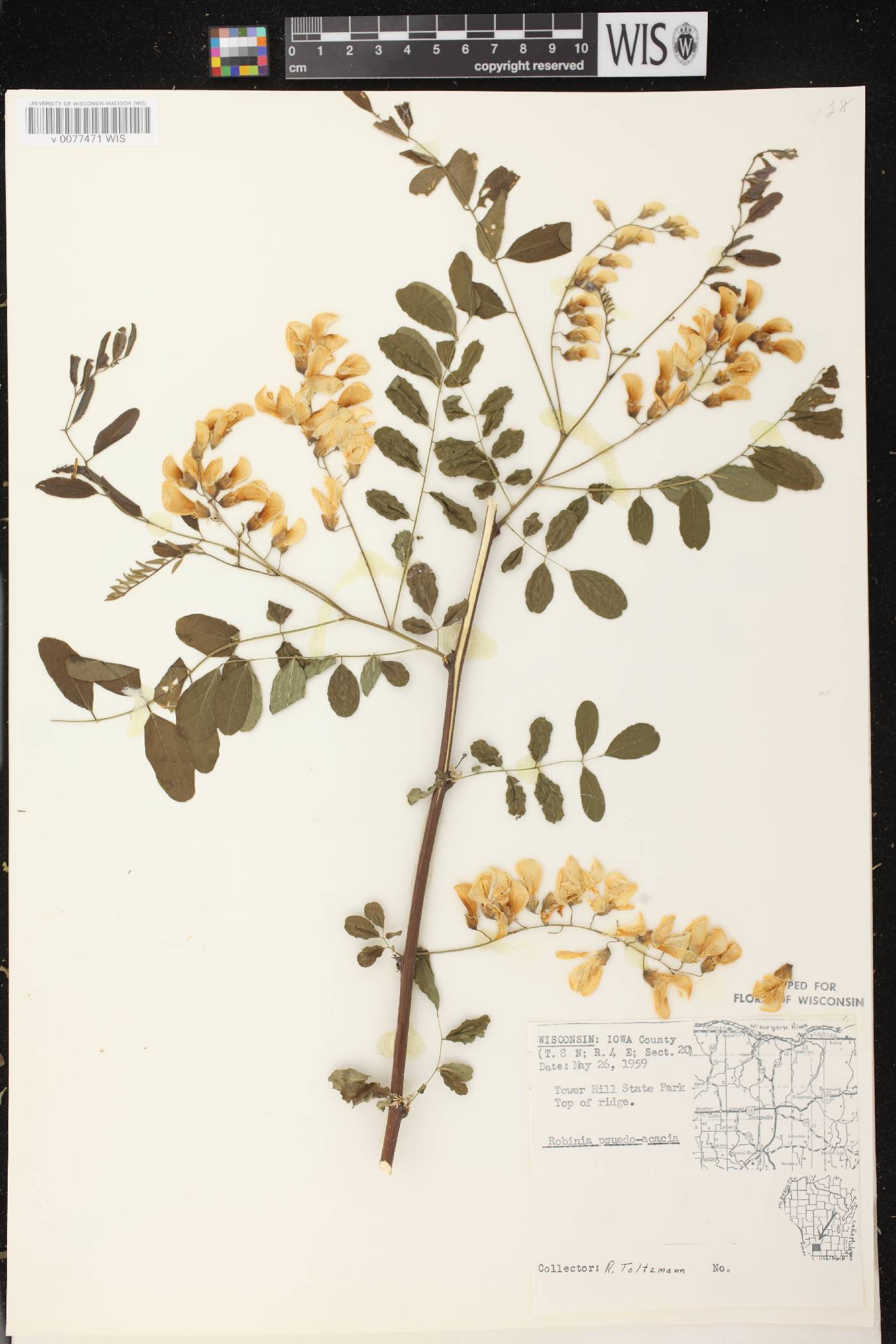 Robinia pseudoacacia image