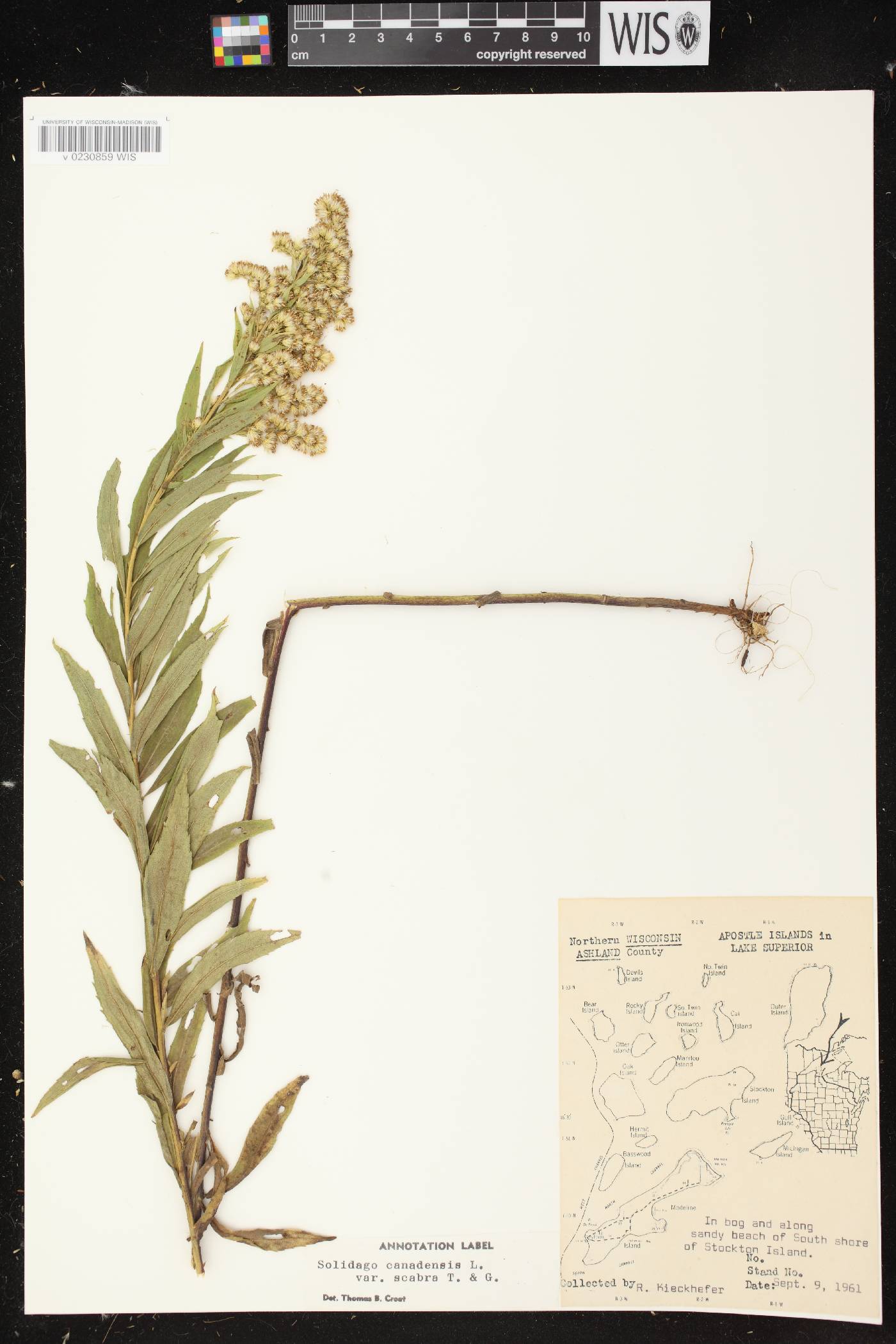 Solidago altissima subsp. altissima image