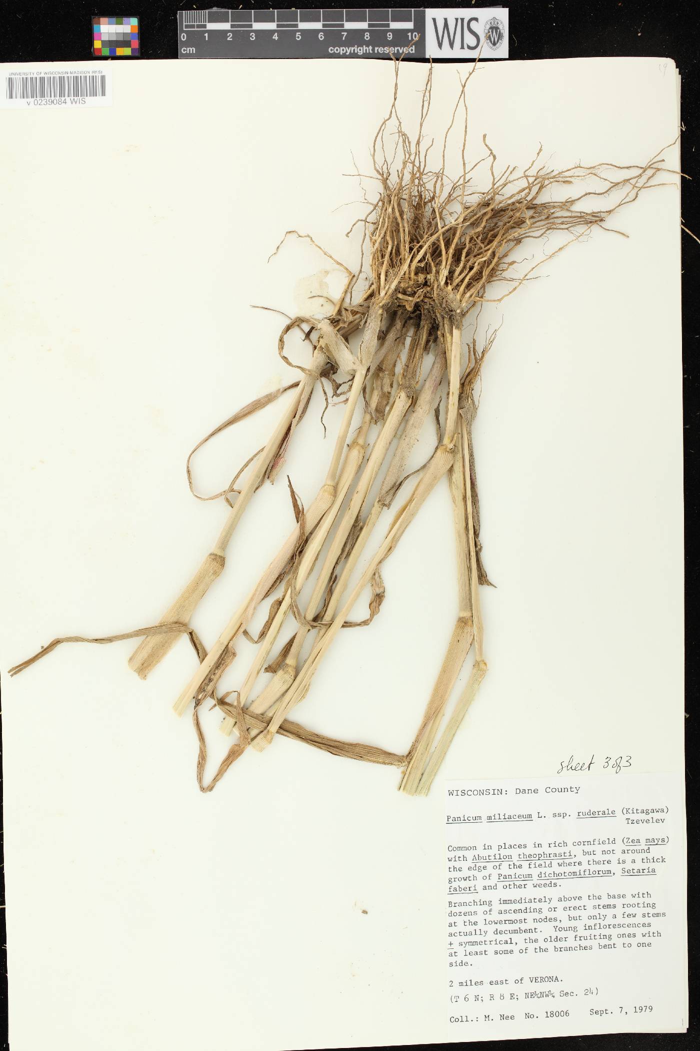 Panicum miliaceum subsp. ruderale image
