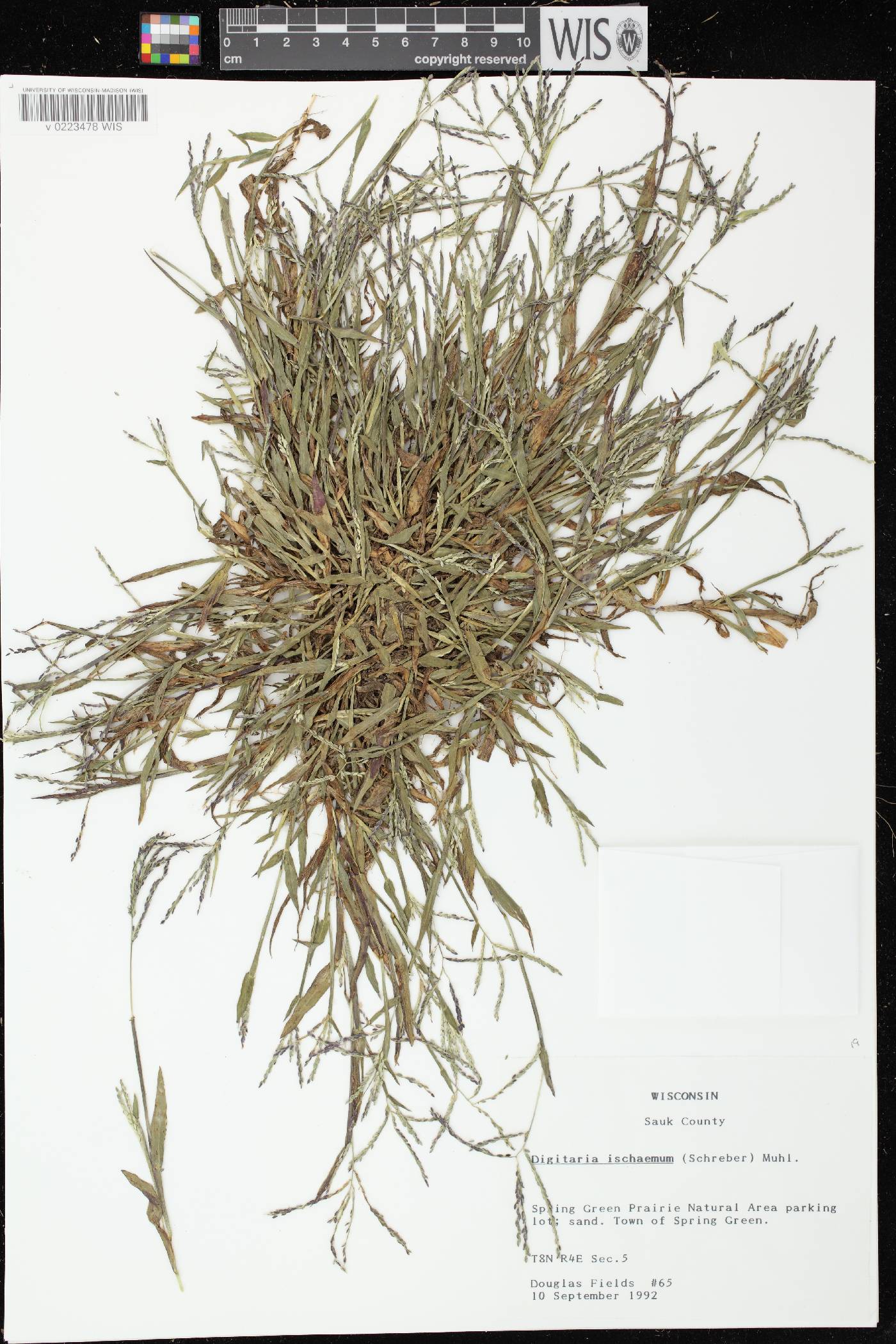 Digitaria ischaemum image