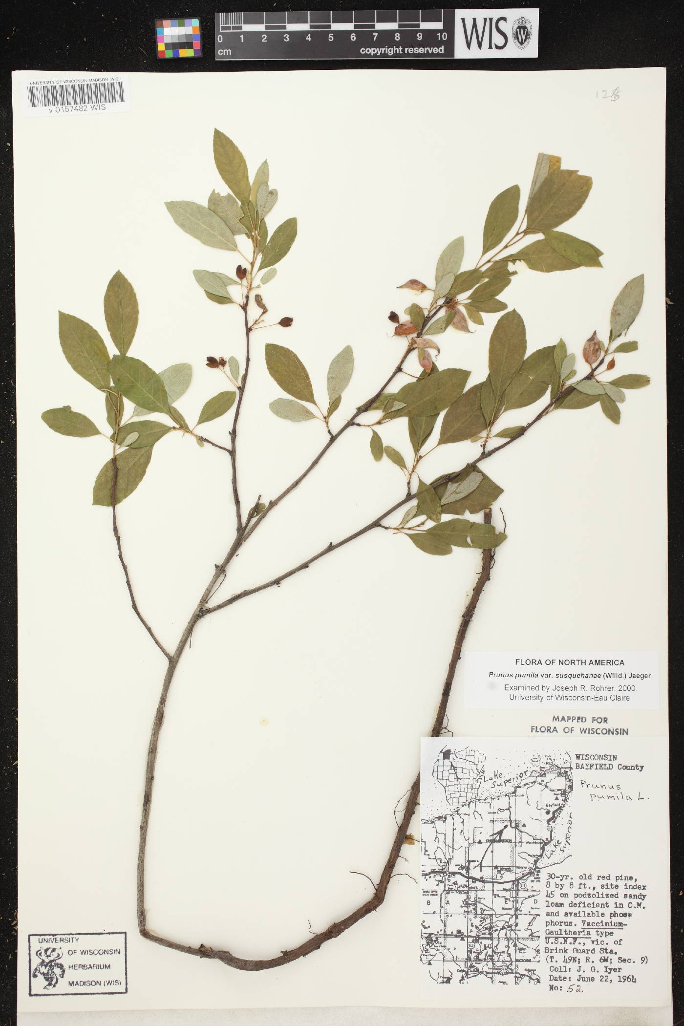 Prunus pumila image