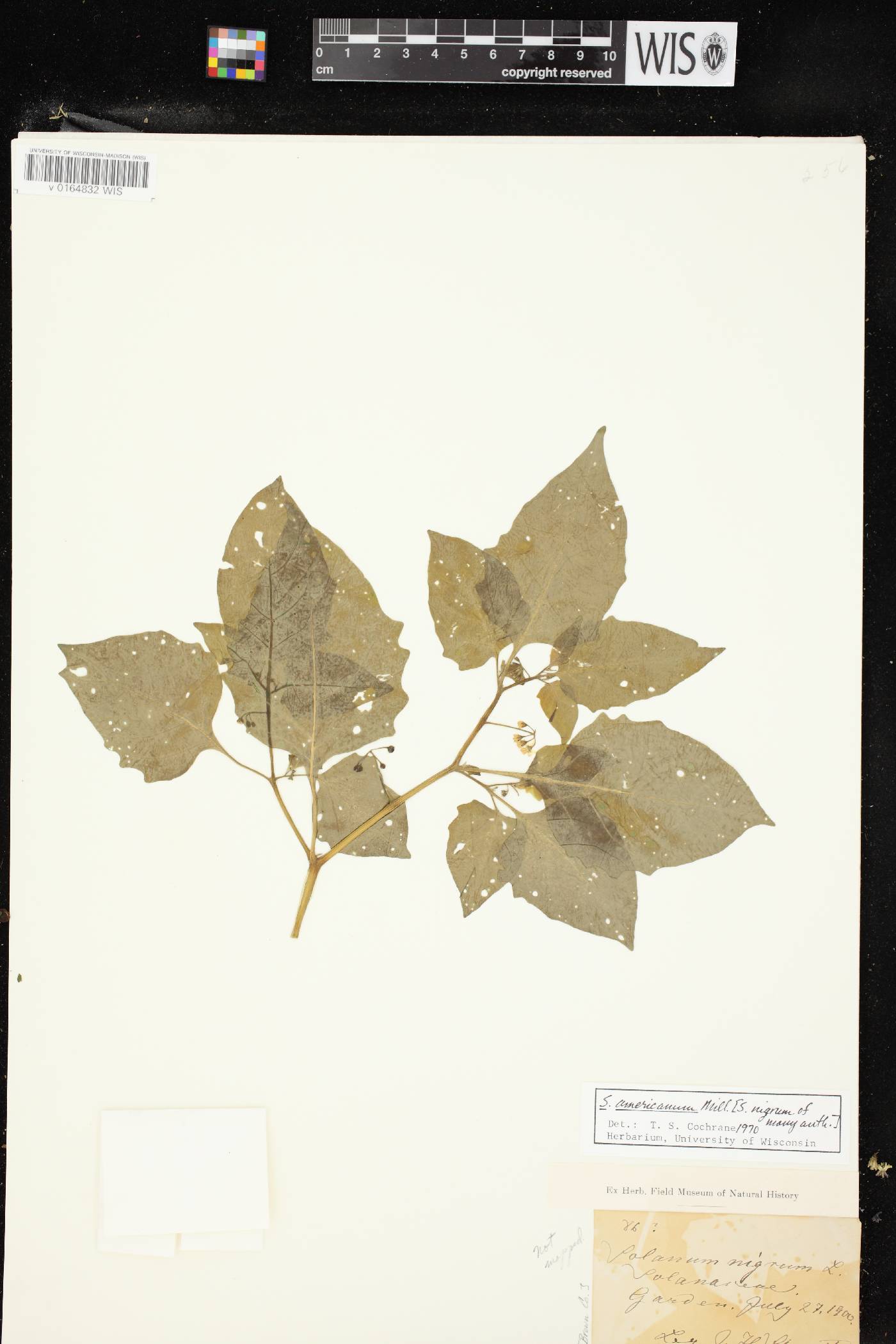 Solanum ptychanthum image