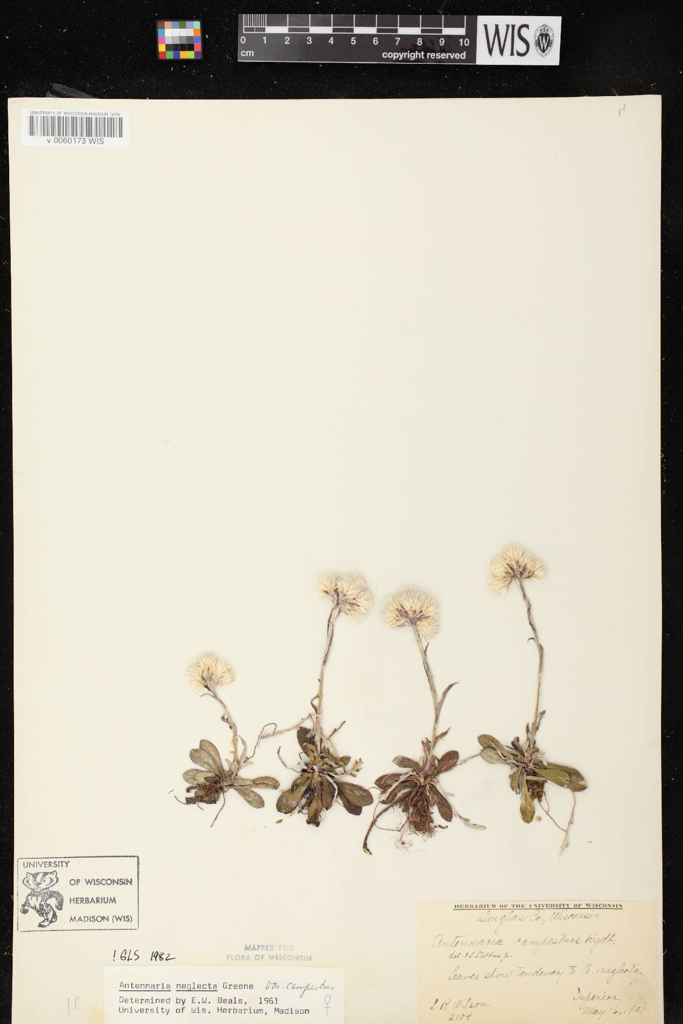 Antennaria neglecta image
