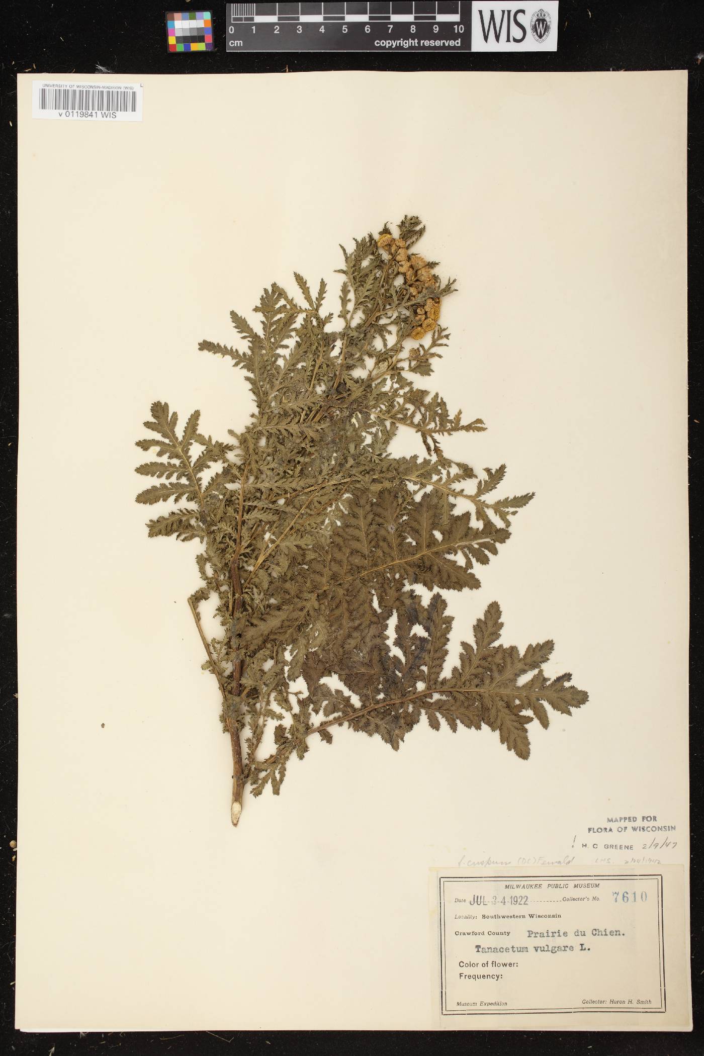 Tanacetum vulgare image