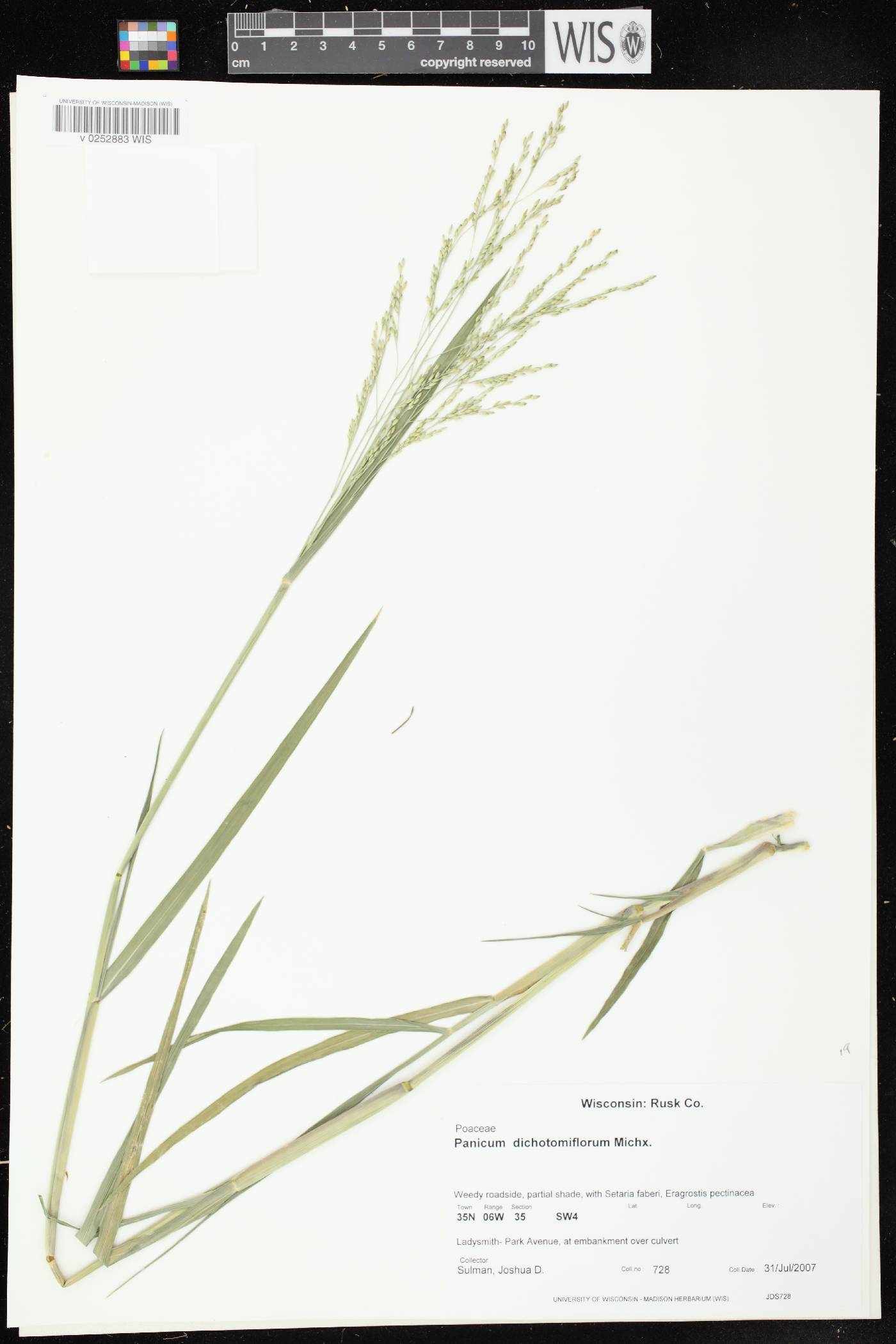 Panicum dichotomiflorum subsp. dichotomiflorum image
