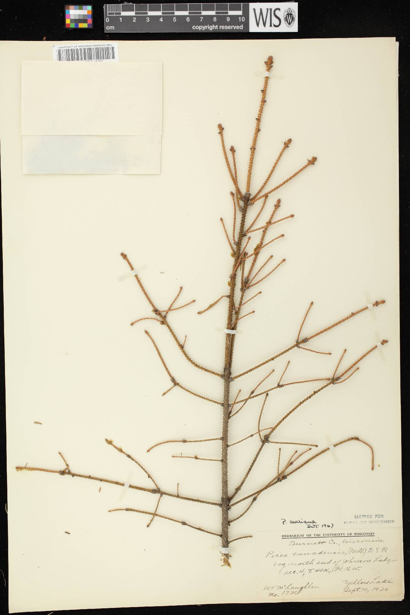 Picea mariana image