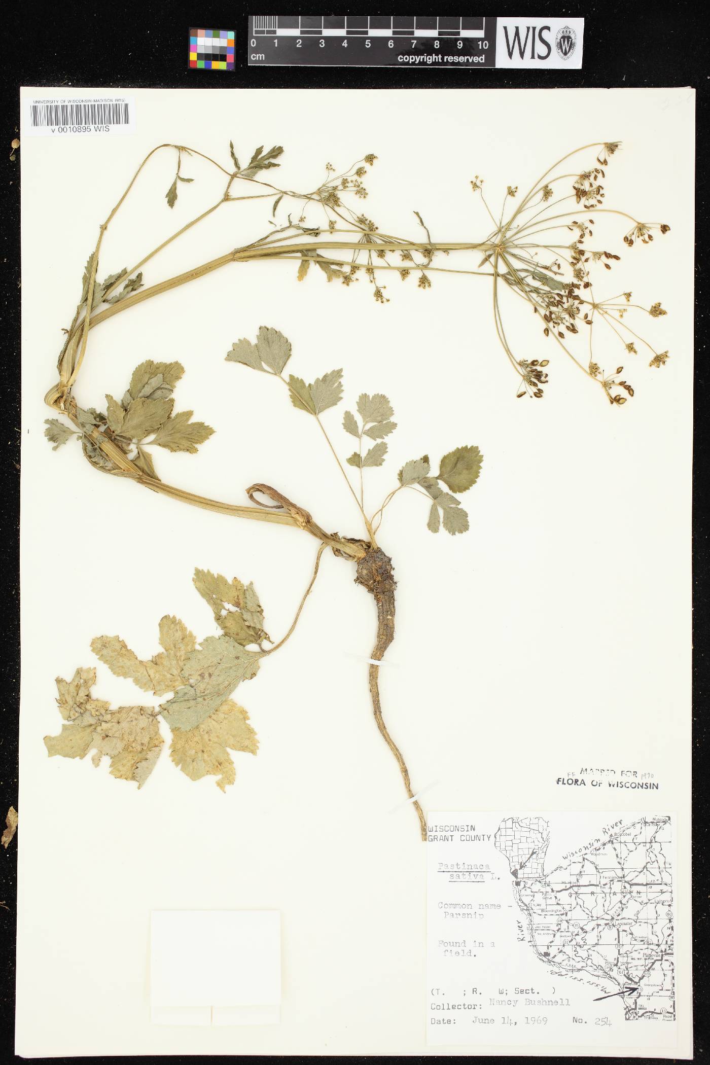 Pastinaca sativa image