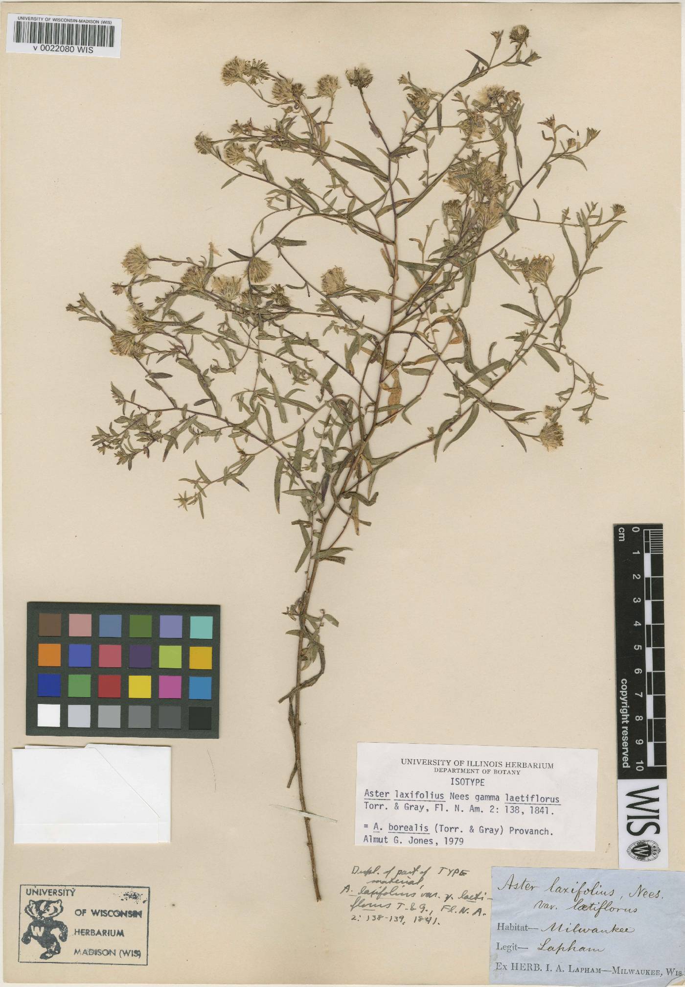 Symphyotrichum boreale image
