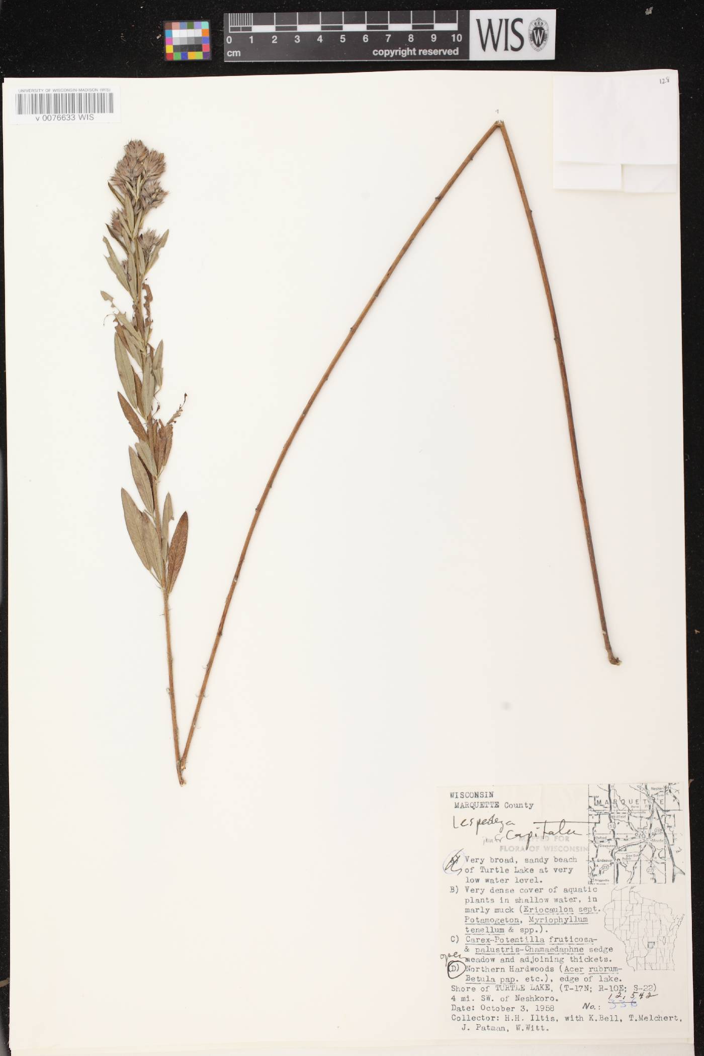 Lespedeza capitata image