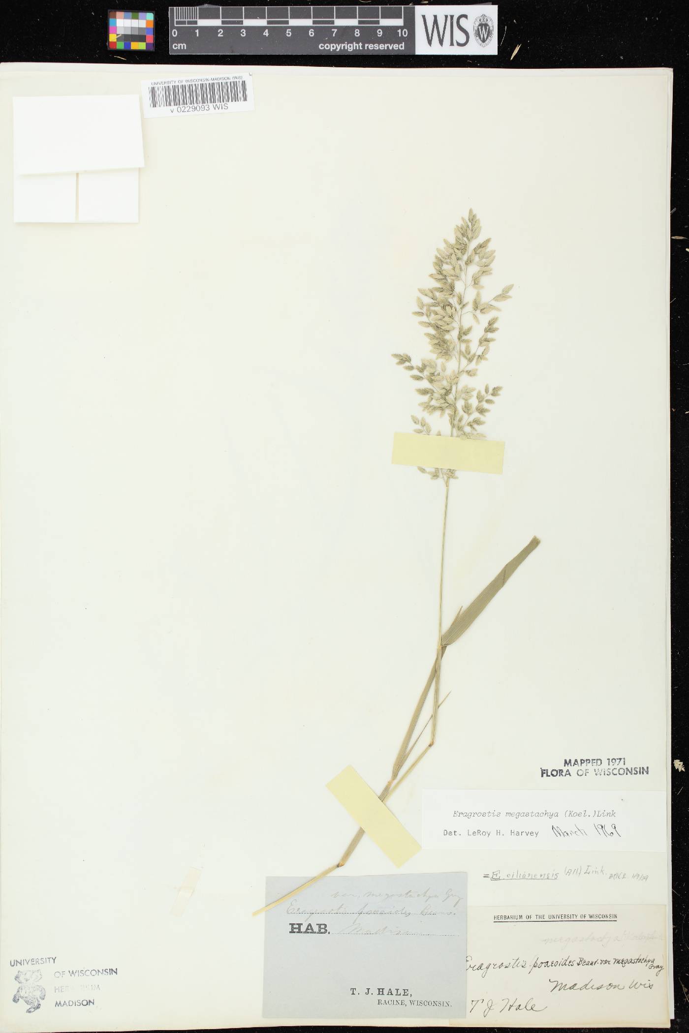 Eragrostis cilianensis image