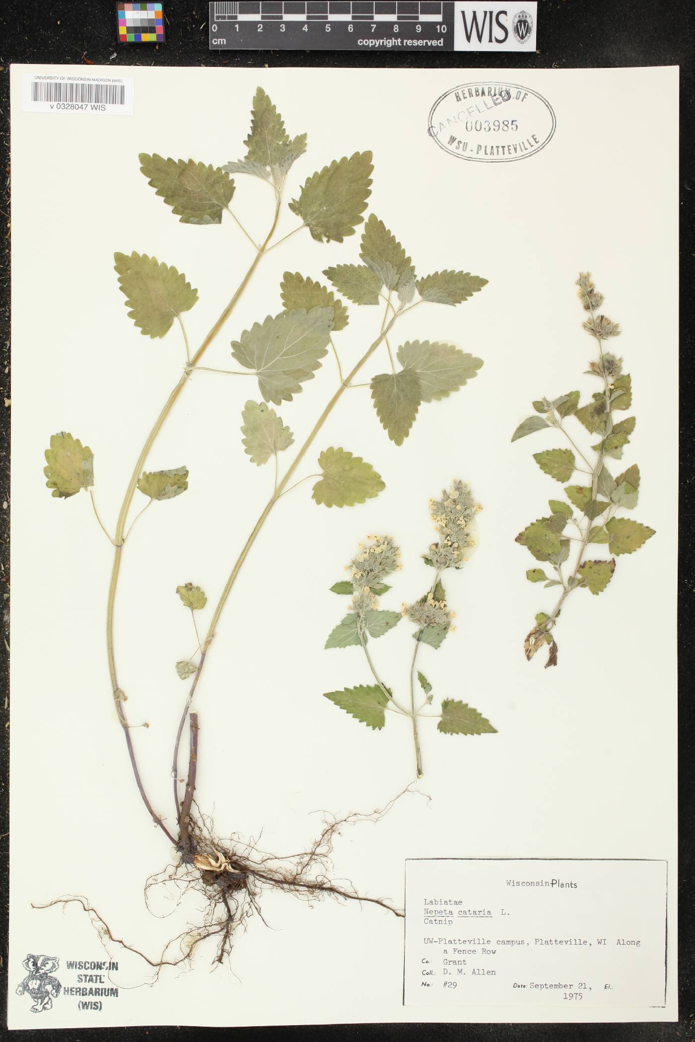 Nepeta cataria image