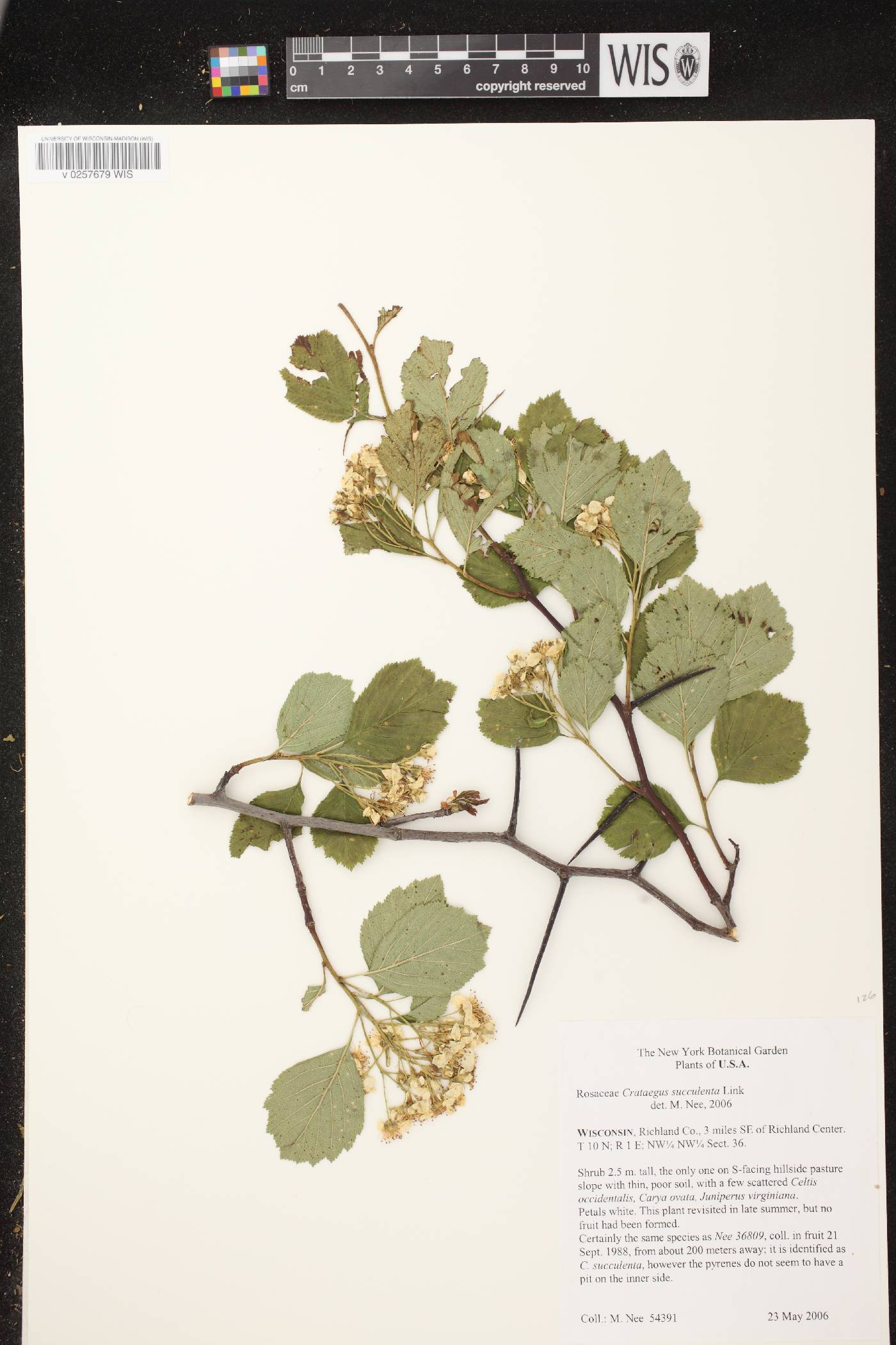 Crataegus succulenta image