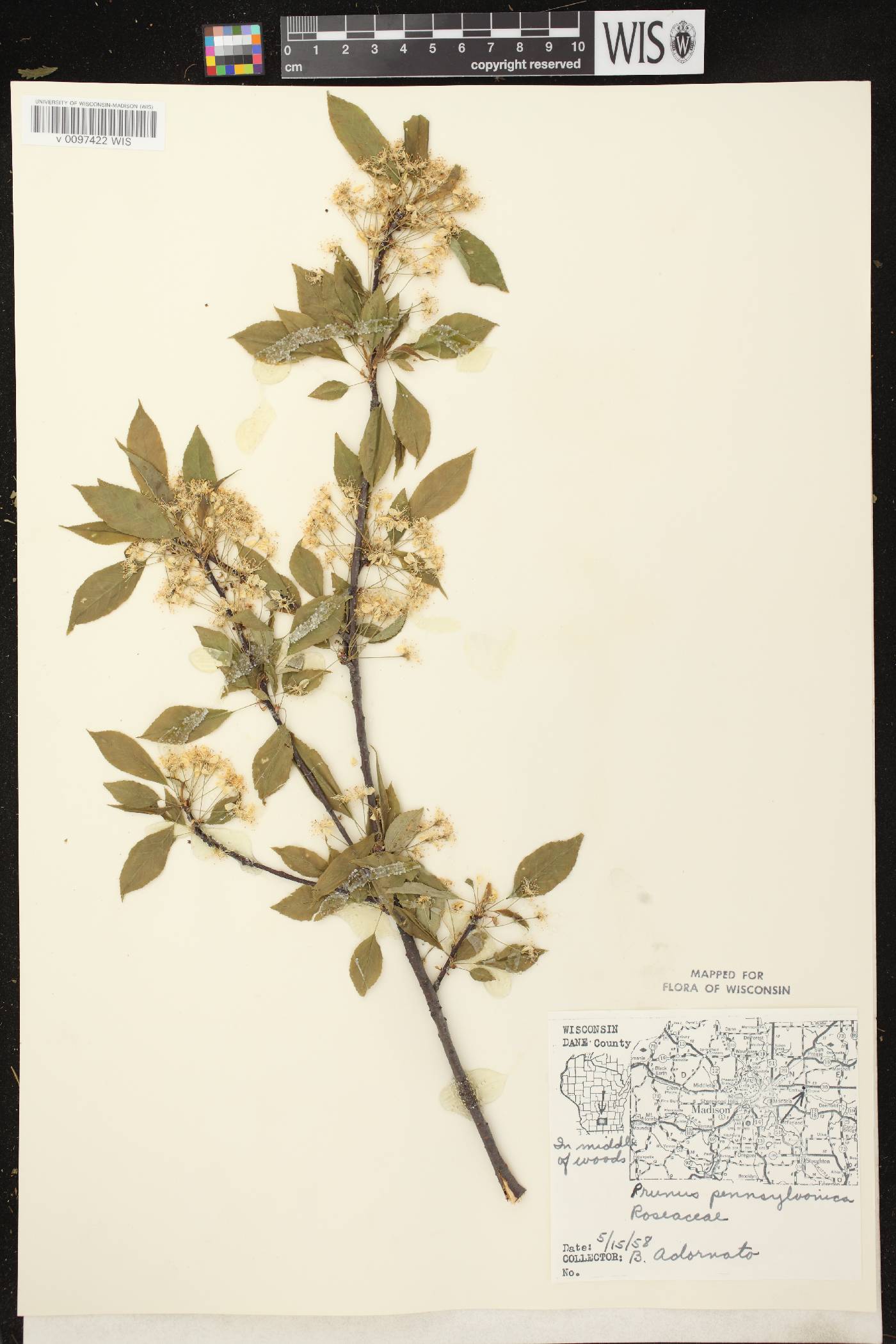 Prunus pensylvanica image