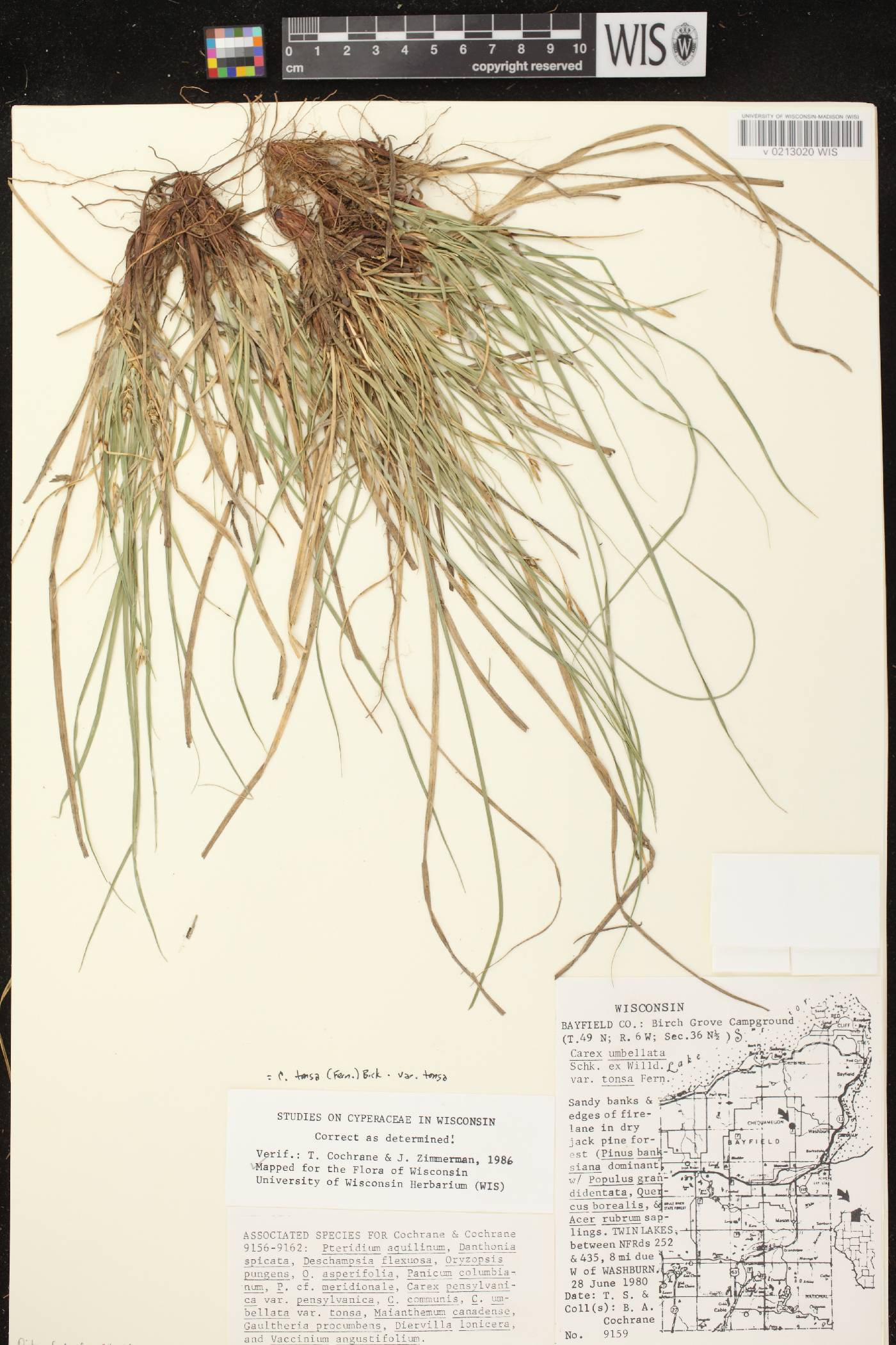 Carex tonsa var. tonsa image