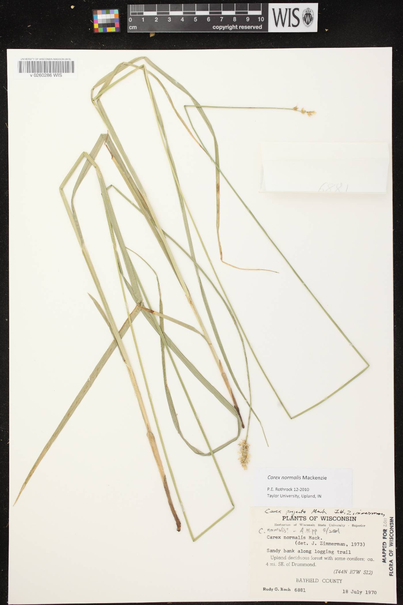 Carex normalis image