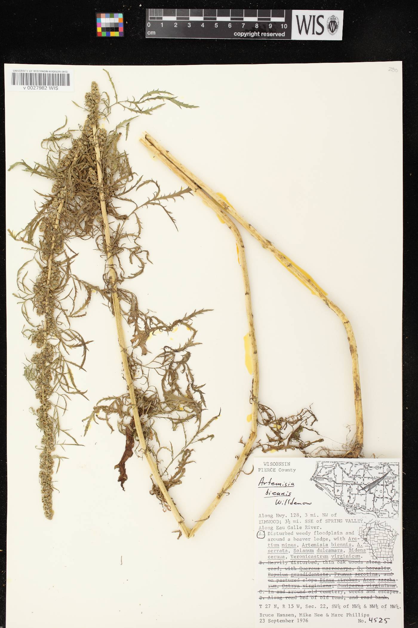 Artemisia biennis image