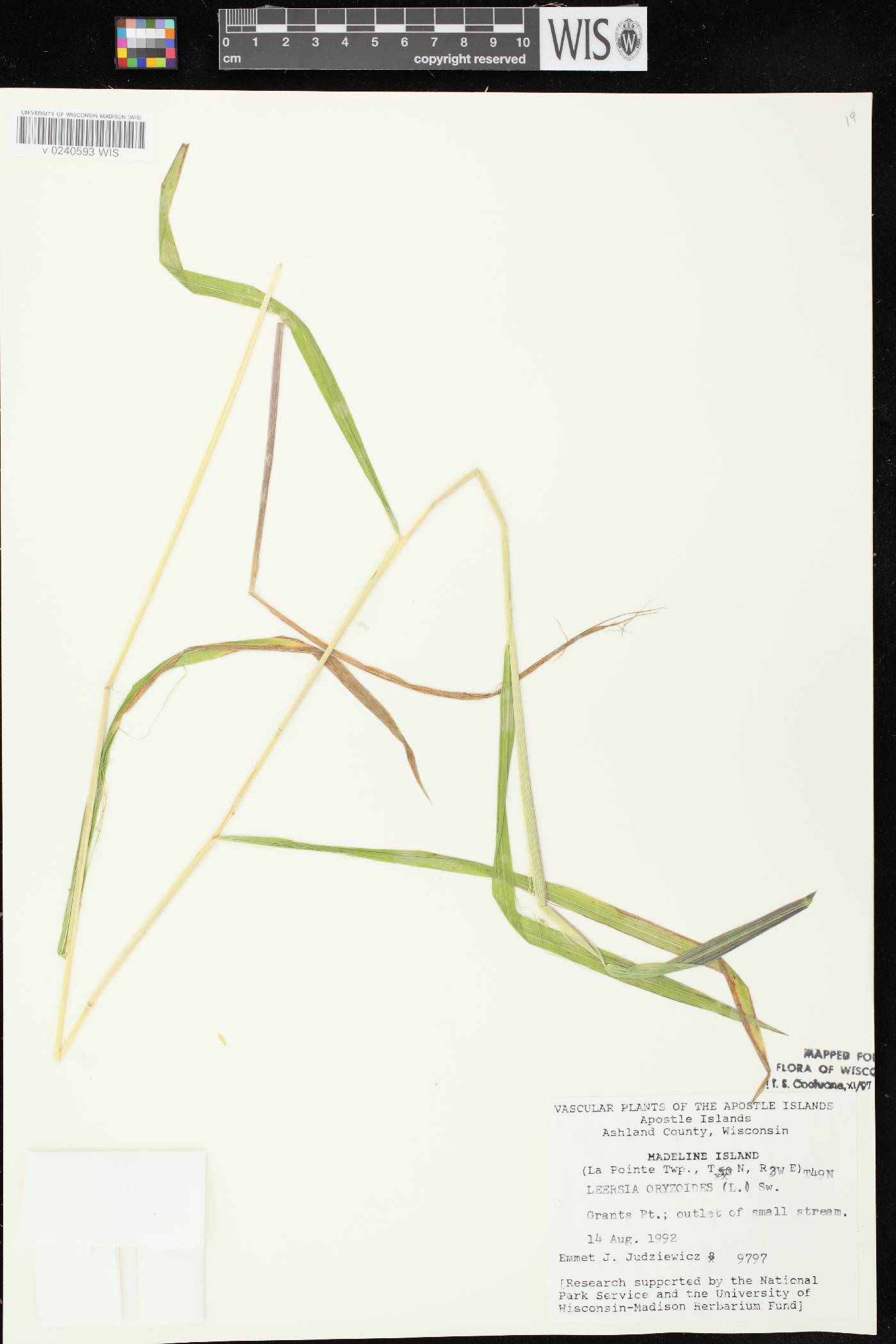 Leersia oryzoides image