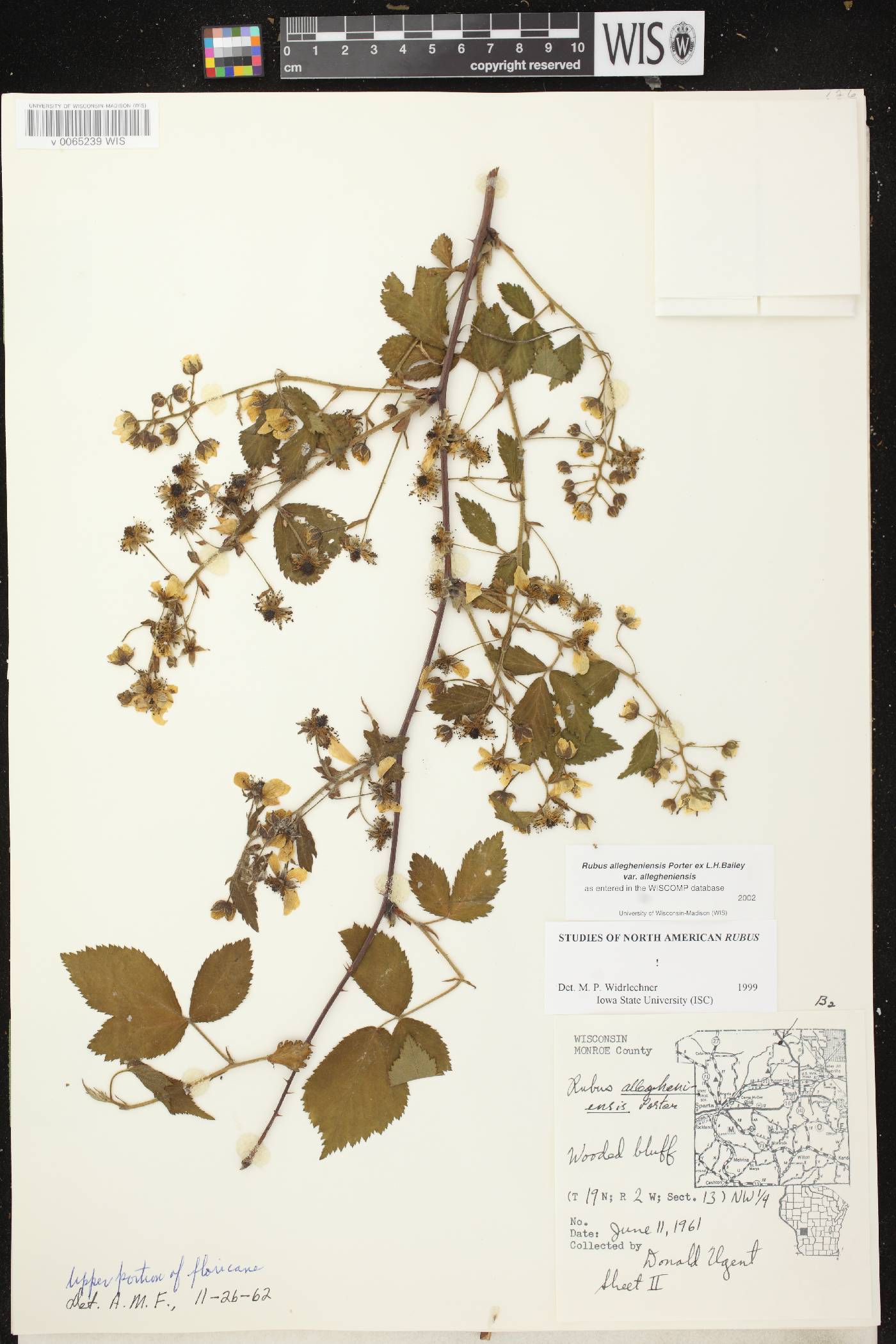 Rubus allegheniensis image