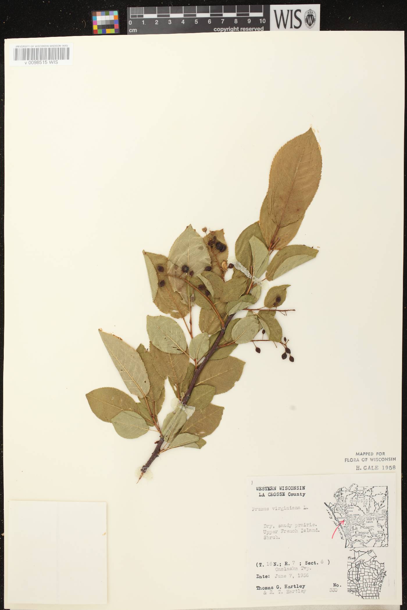 Prunus virginiana image