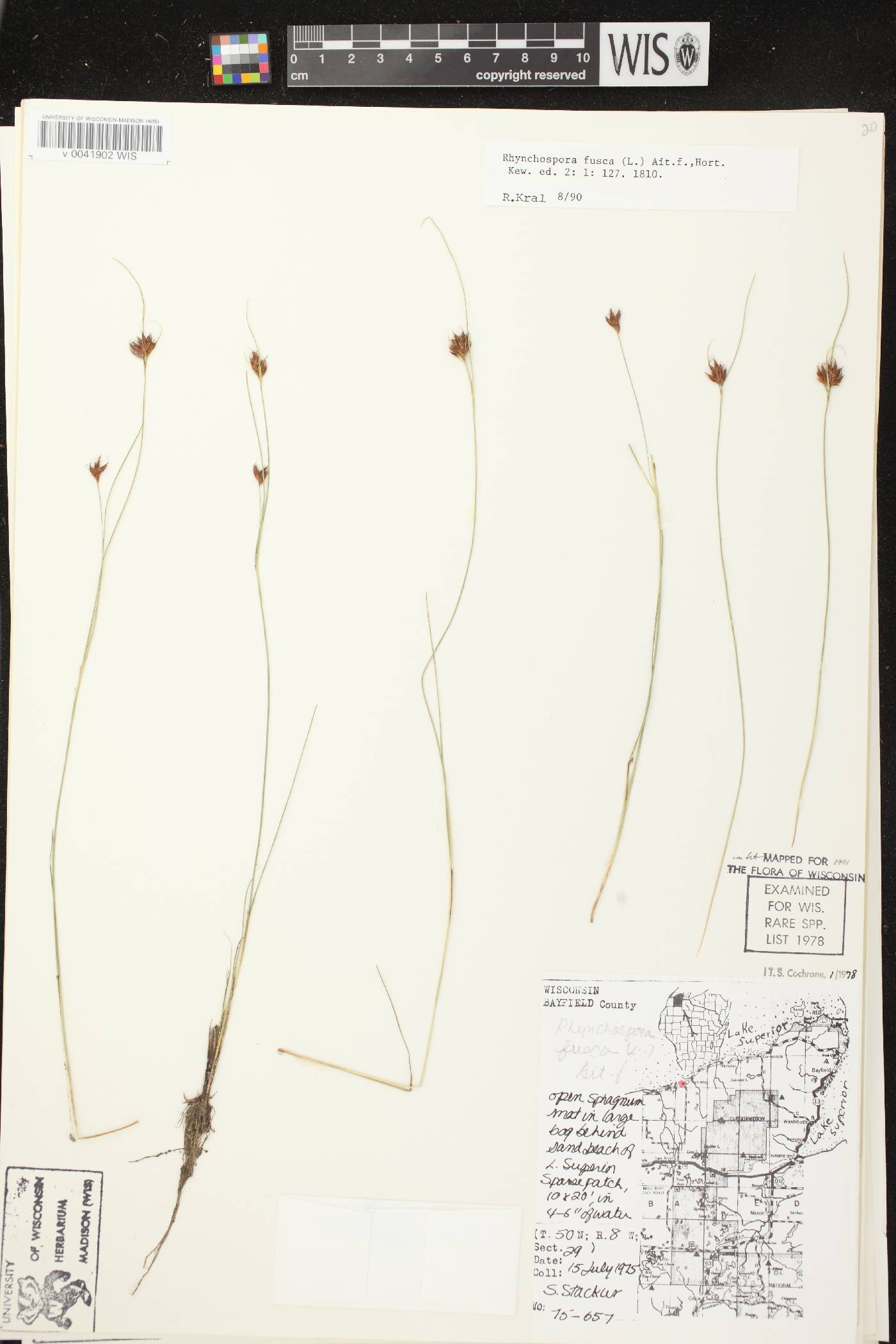 Rhynchospora fusca image
