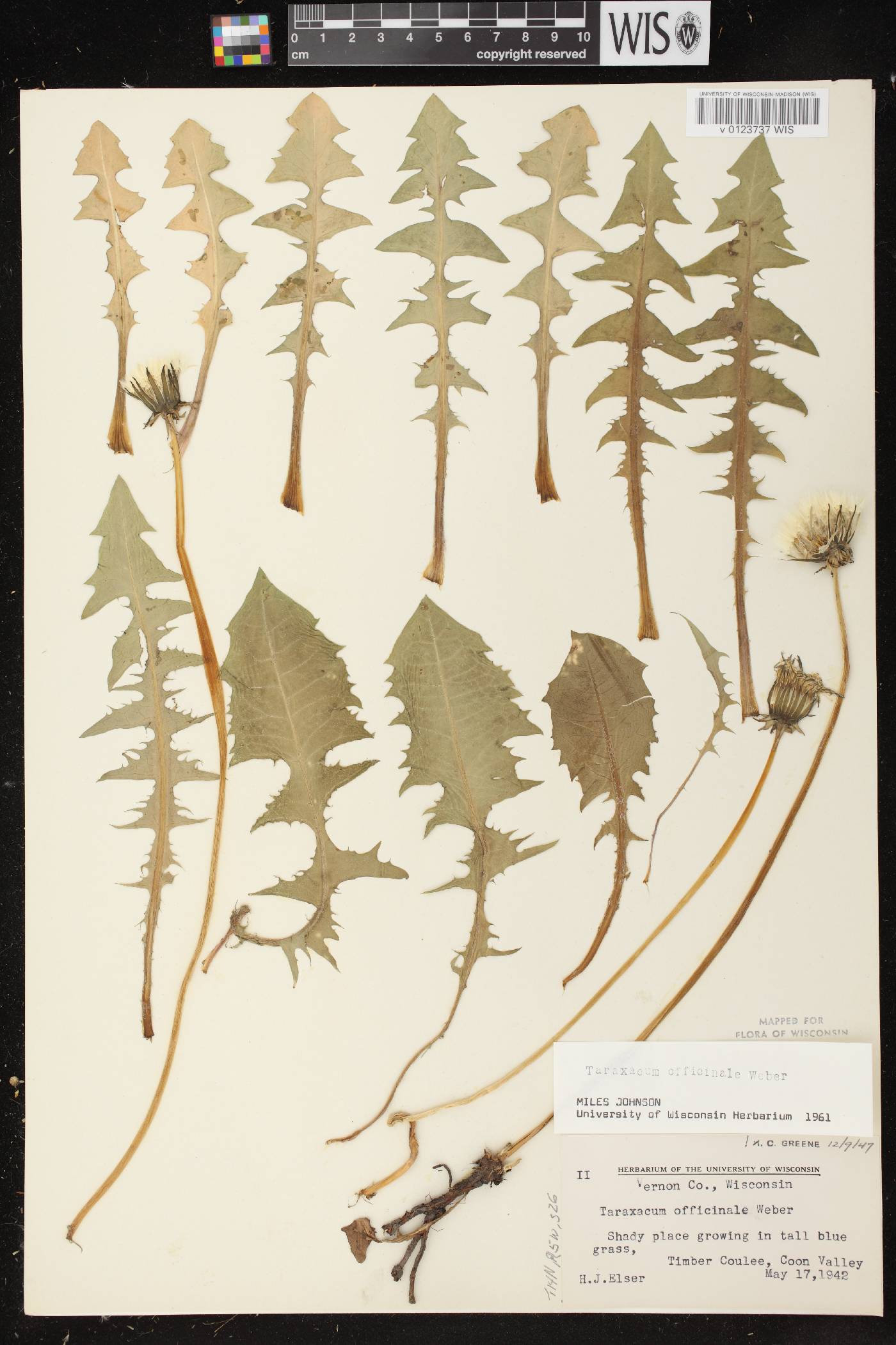 Taraxacum officinale image