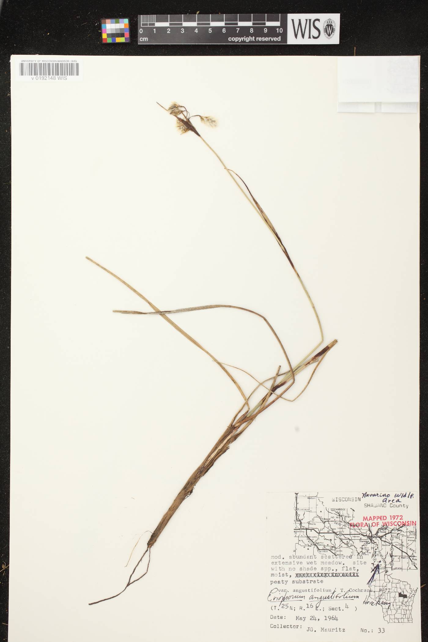 Eriophorum angustifolium image