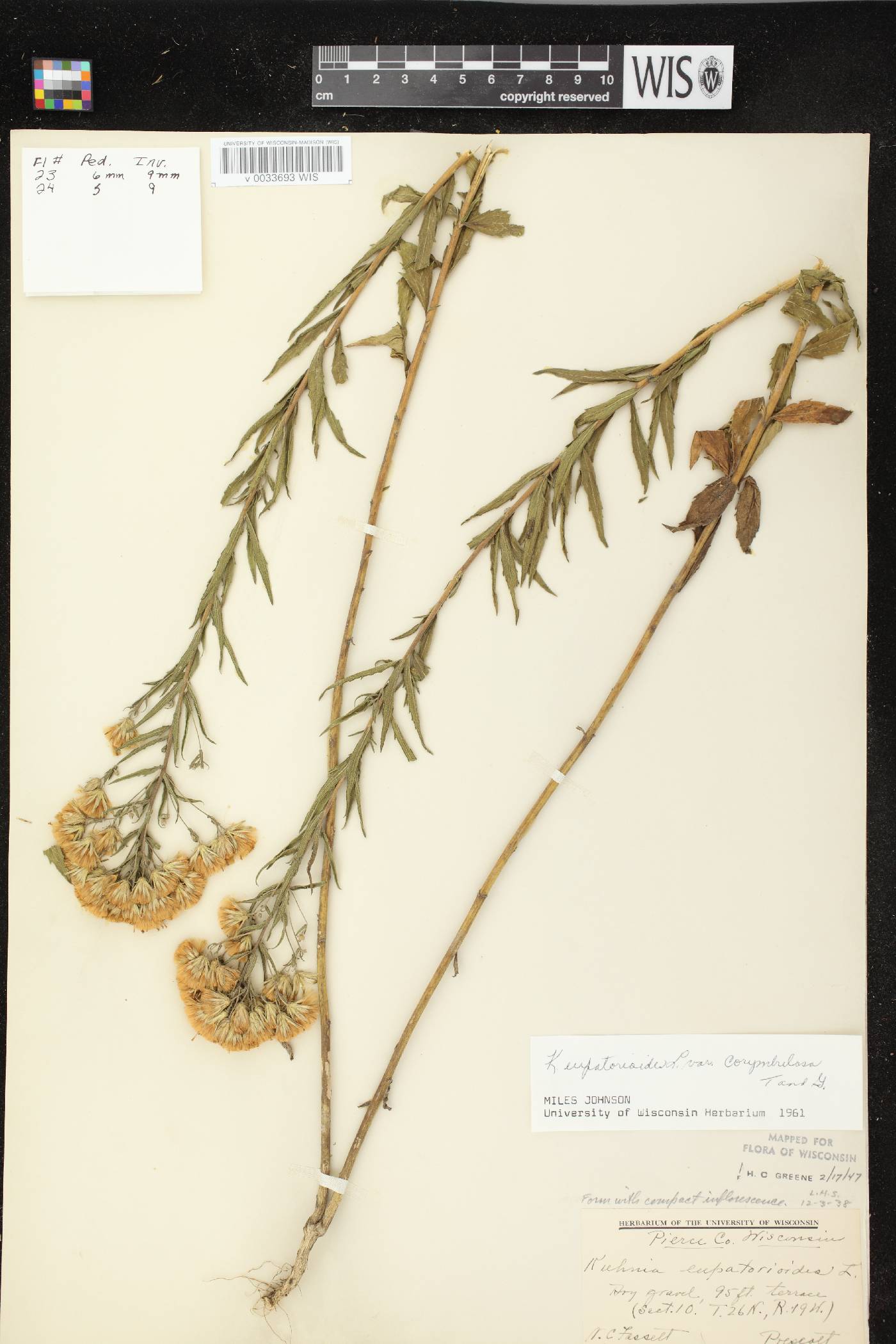 Brickellia eupatorioides image