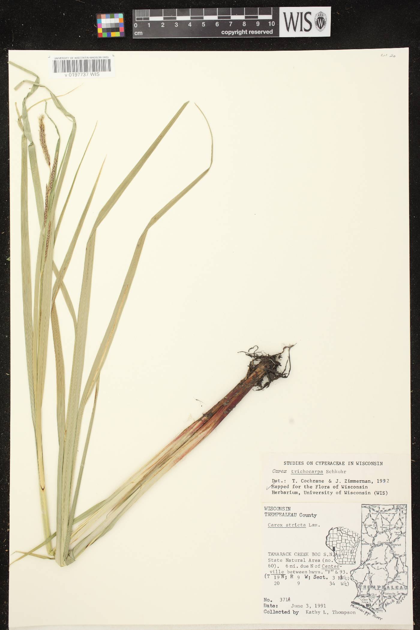 Carex trichocarpa image