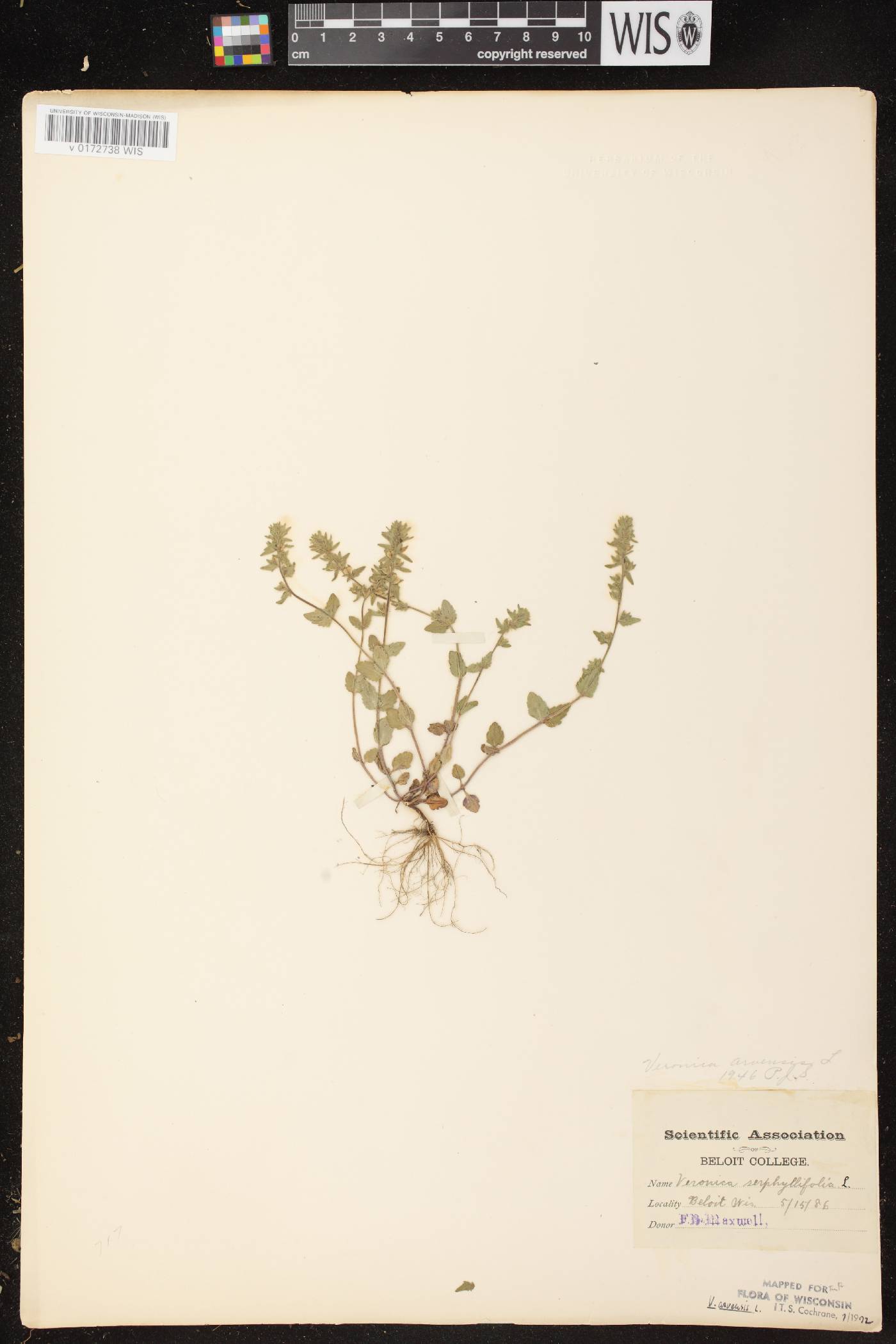 Veronica arvensis image