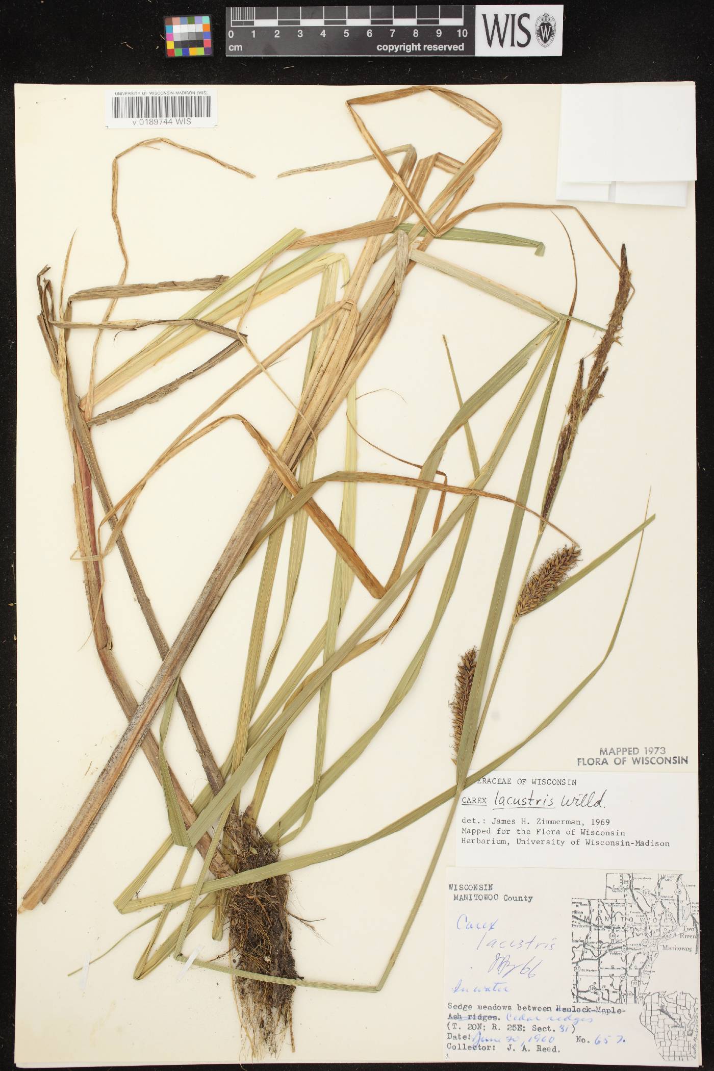 Carex lacustris image