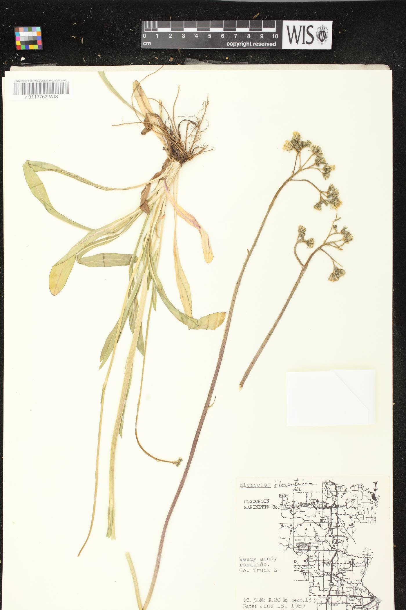Hieracium piloselloides image