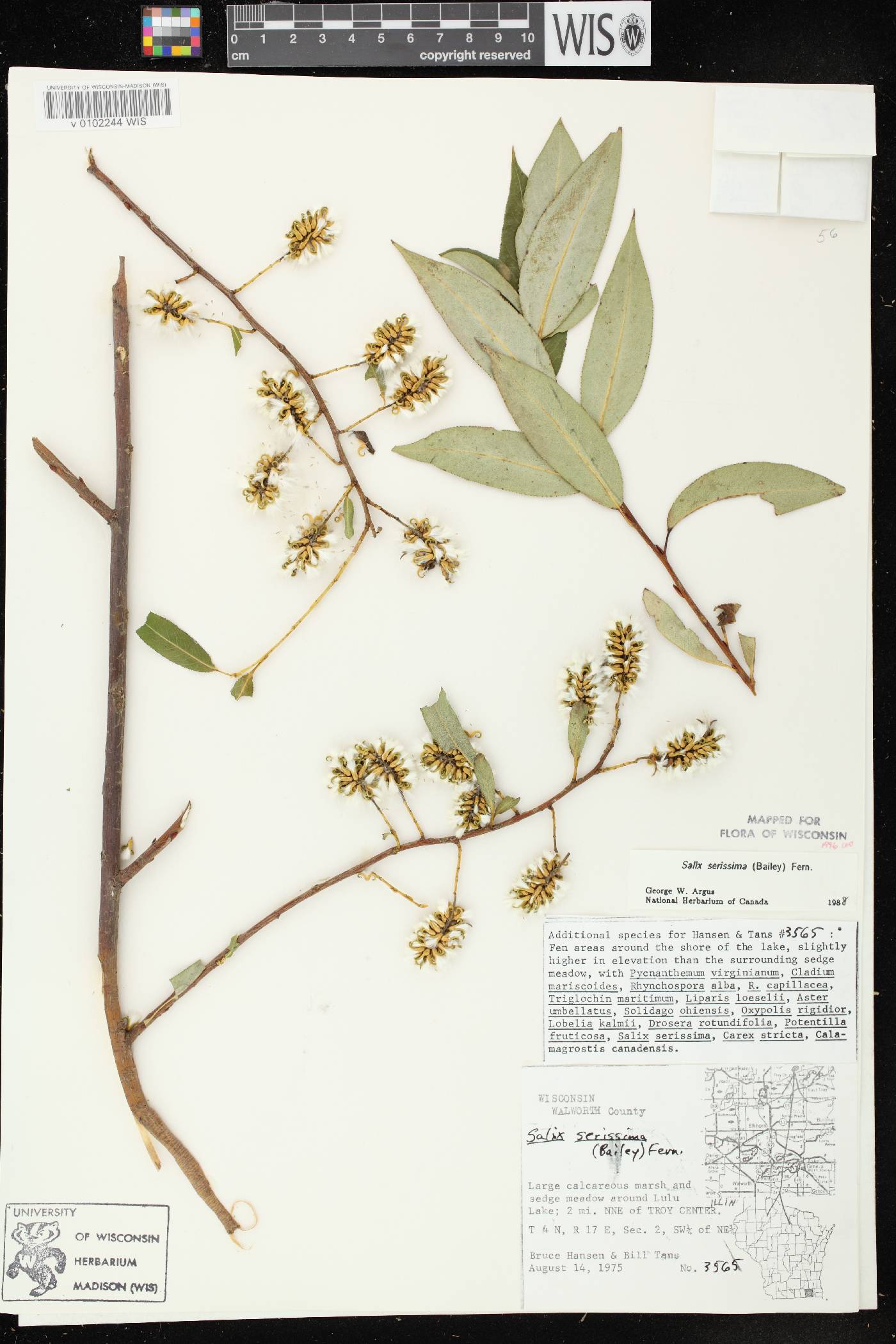 Salix serissima image