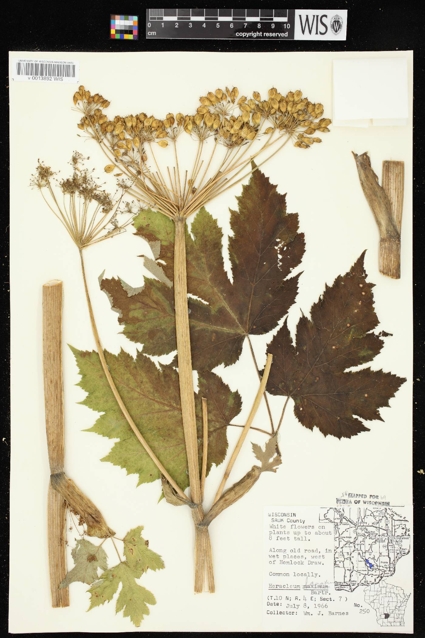 Heracleum maximum image
