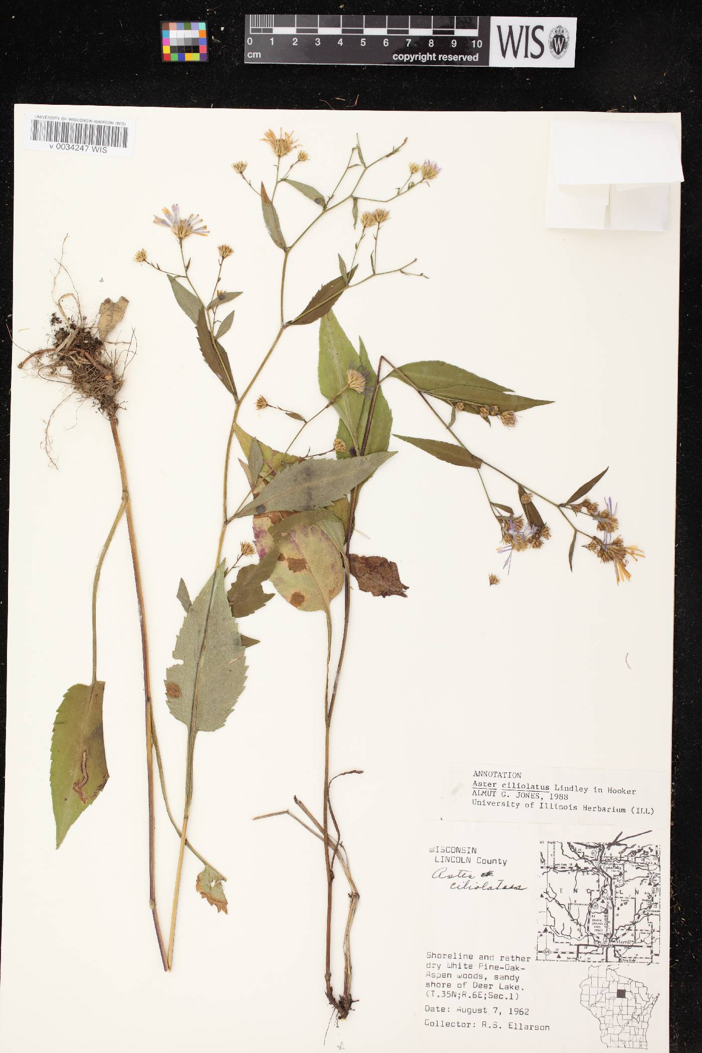Symphyotrichum ciliolatum image