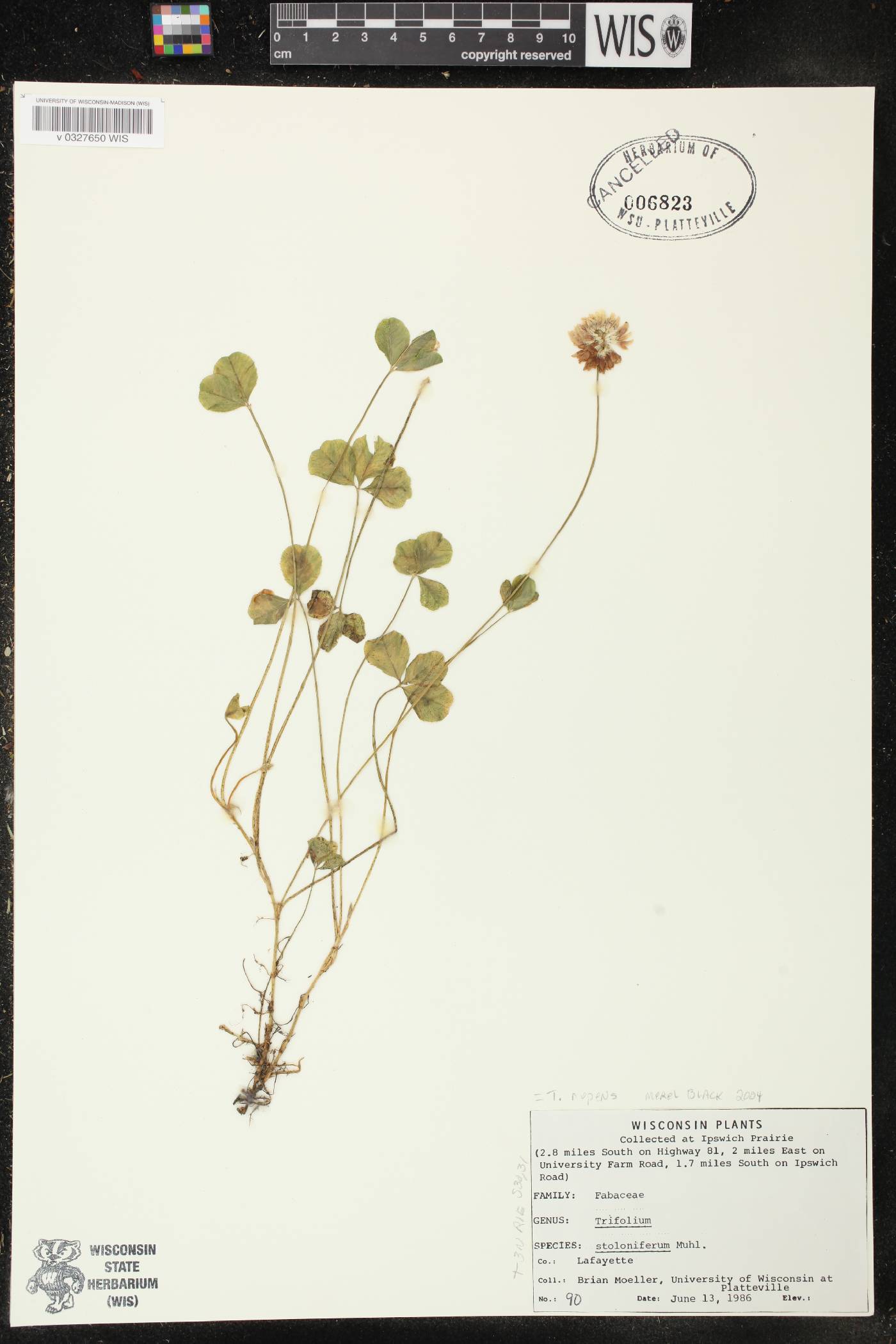 Trifolium repens image