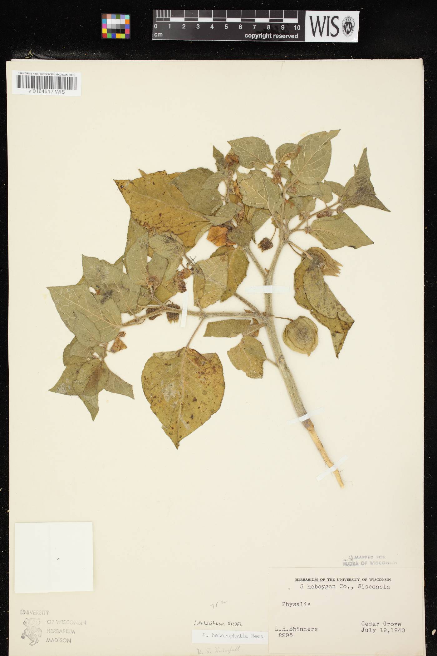 Physalis heterophylla var. heterophylla image