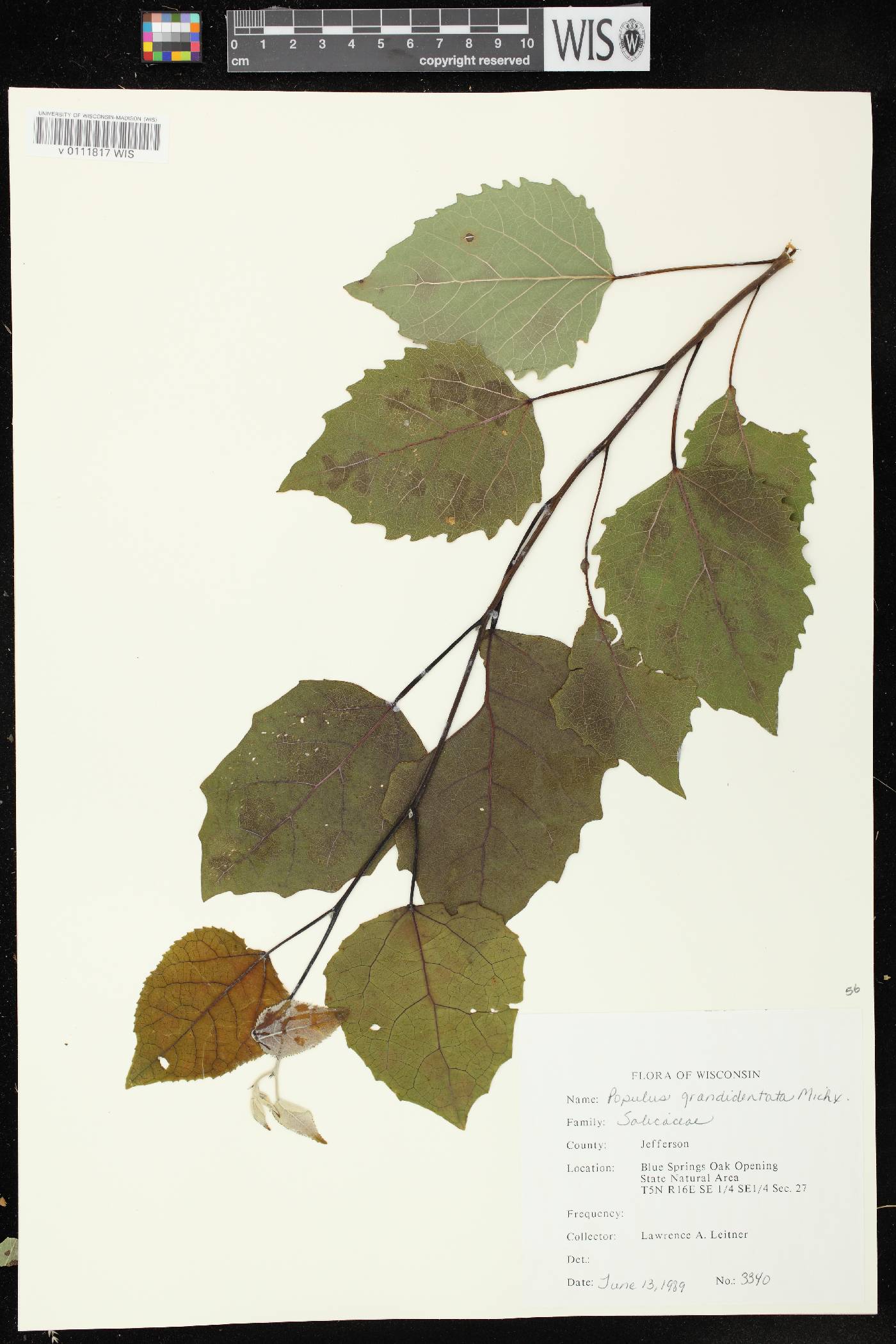 Populus grandidentata image