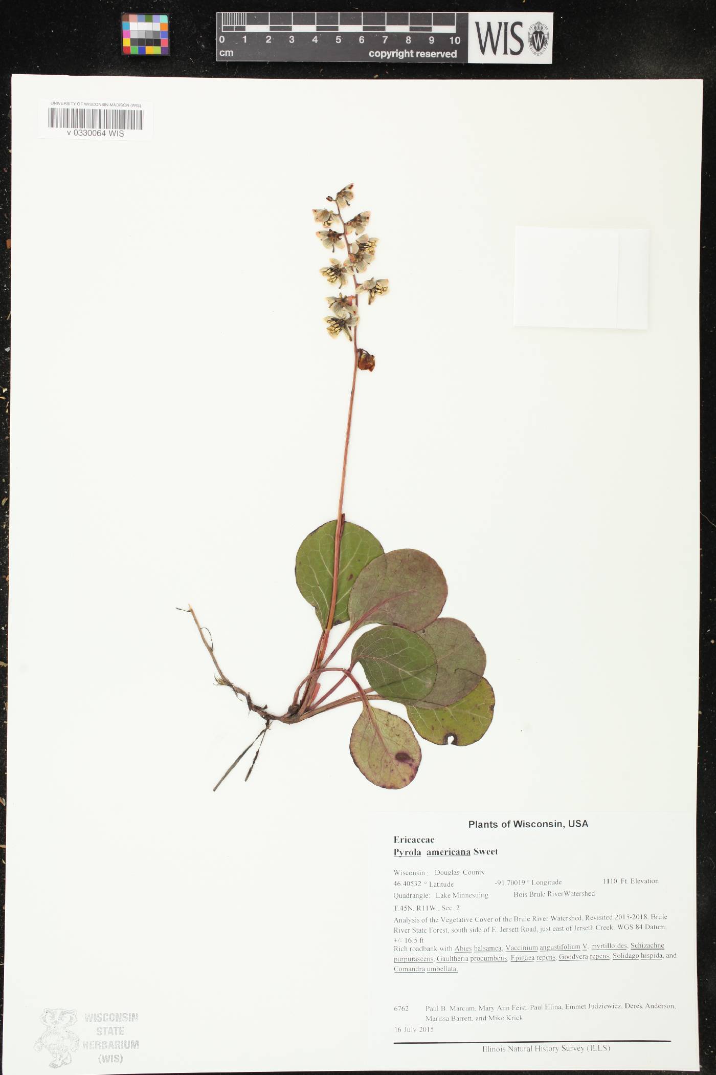 Pyrola americana image