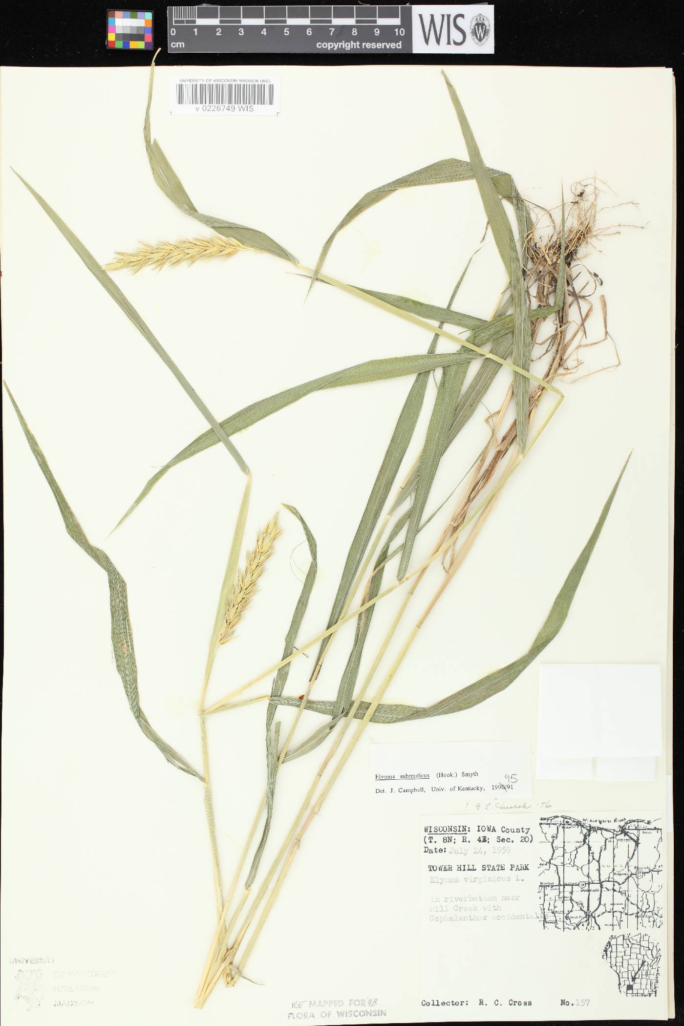 Elymus curvatus image