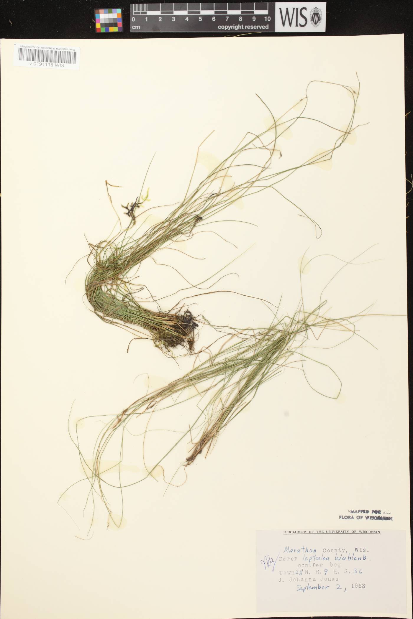 Carex leptalea subsp. leptalea image