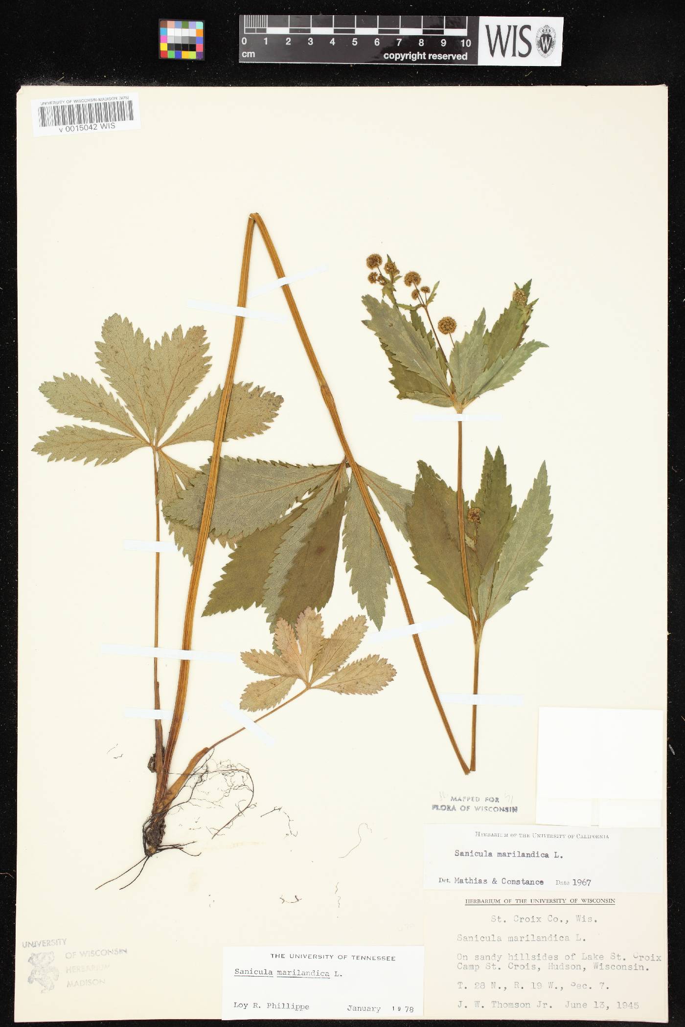 Sanicula marilandica image